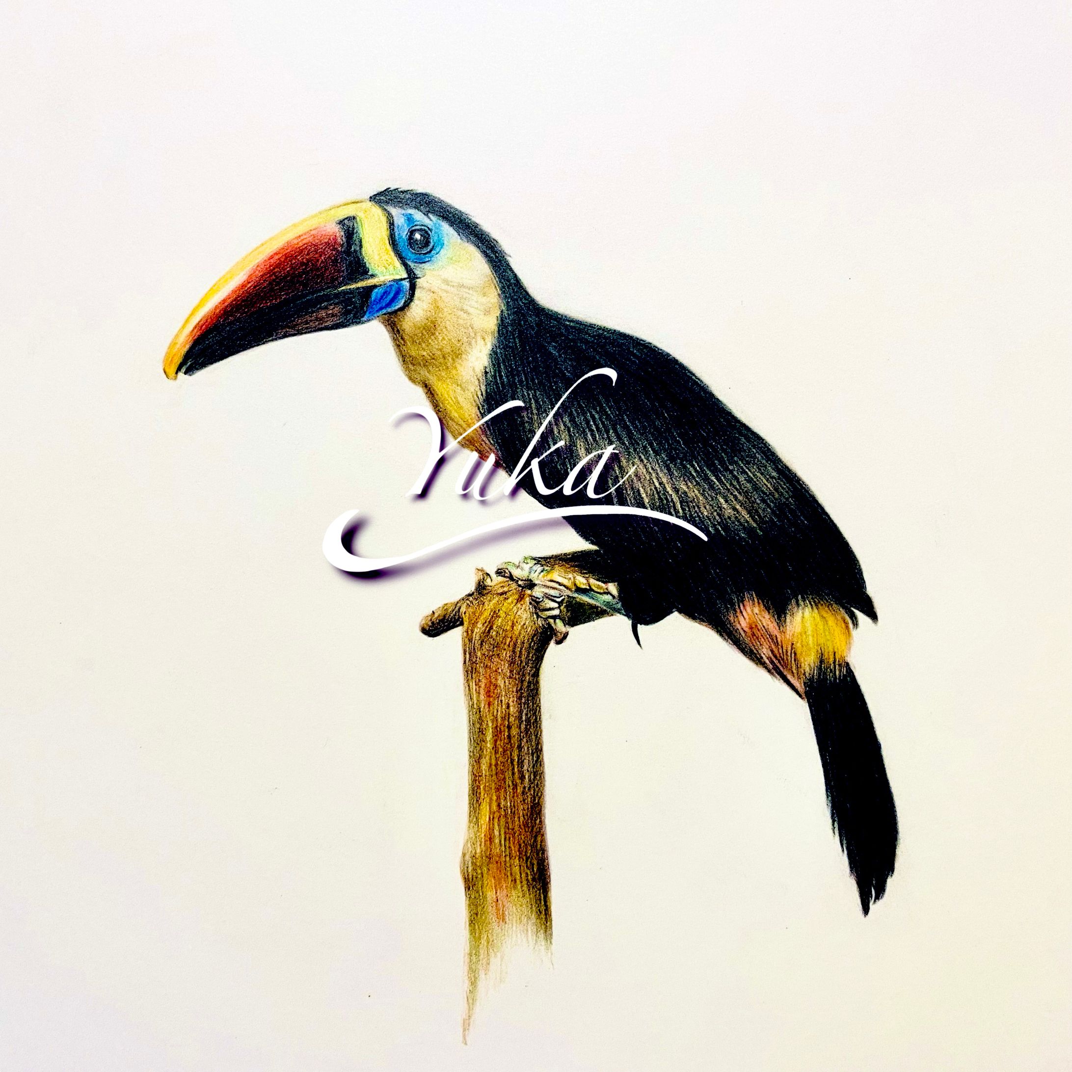 色鉛筆イラスト　鳥-1