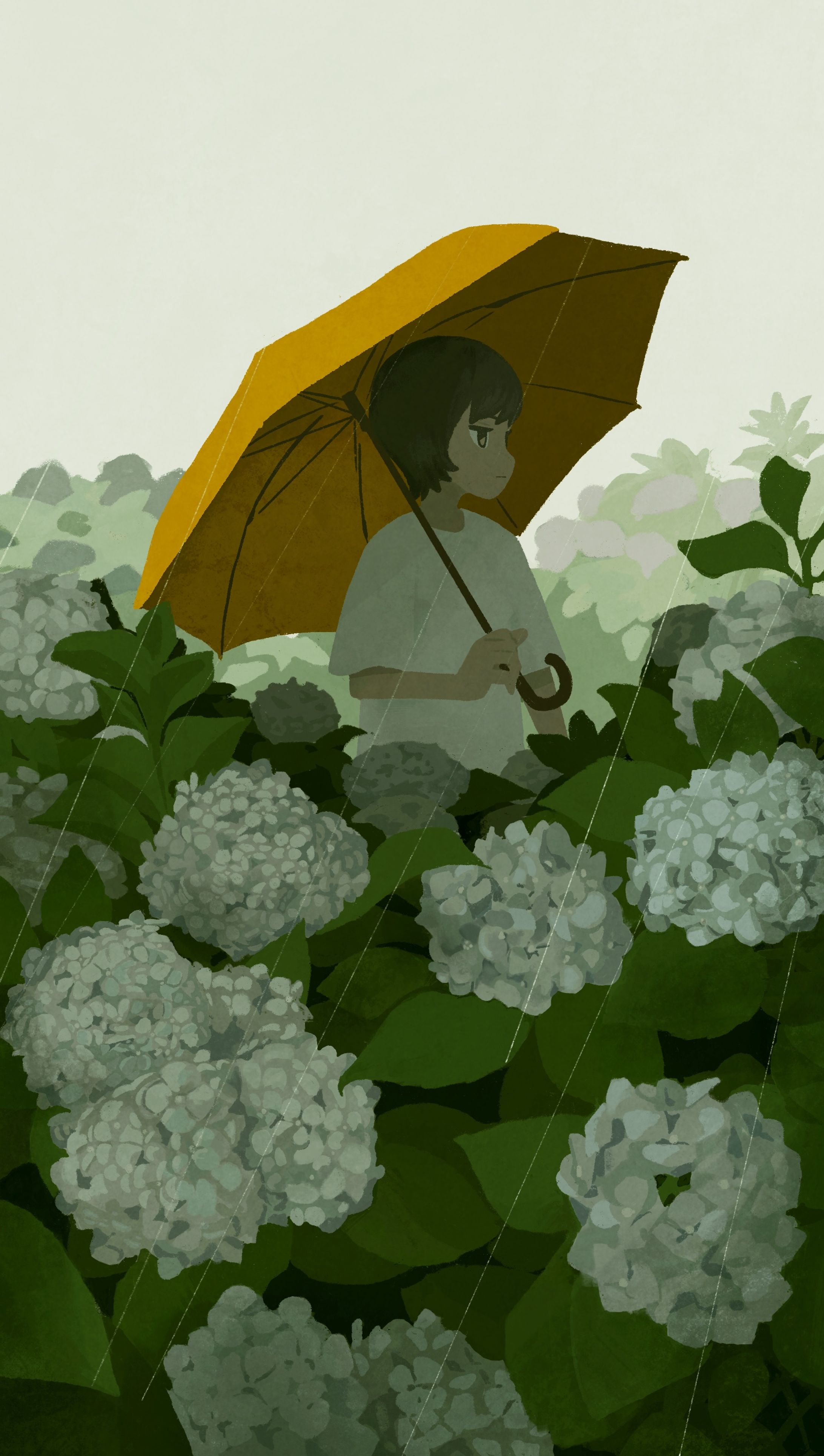 紫陽花-1