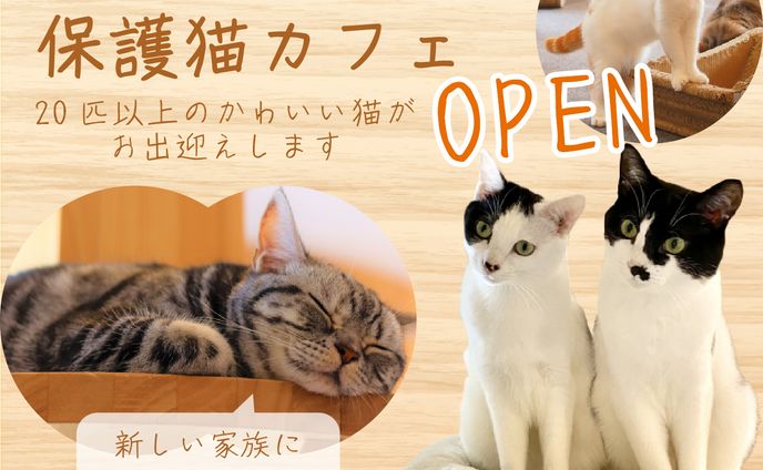 保護猫カフェ　新規開店