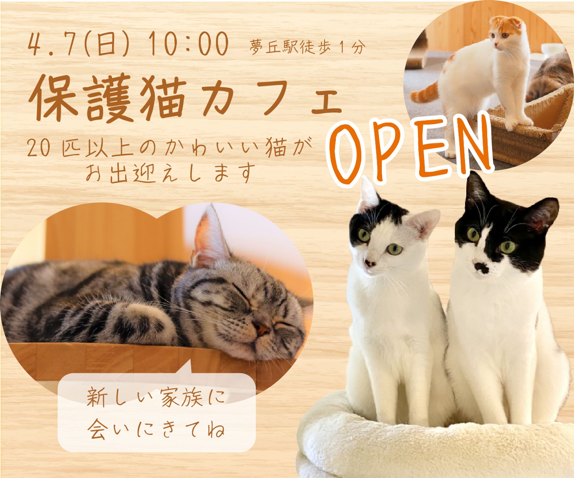 保護猫カフェ　新規開店-1