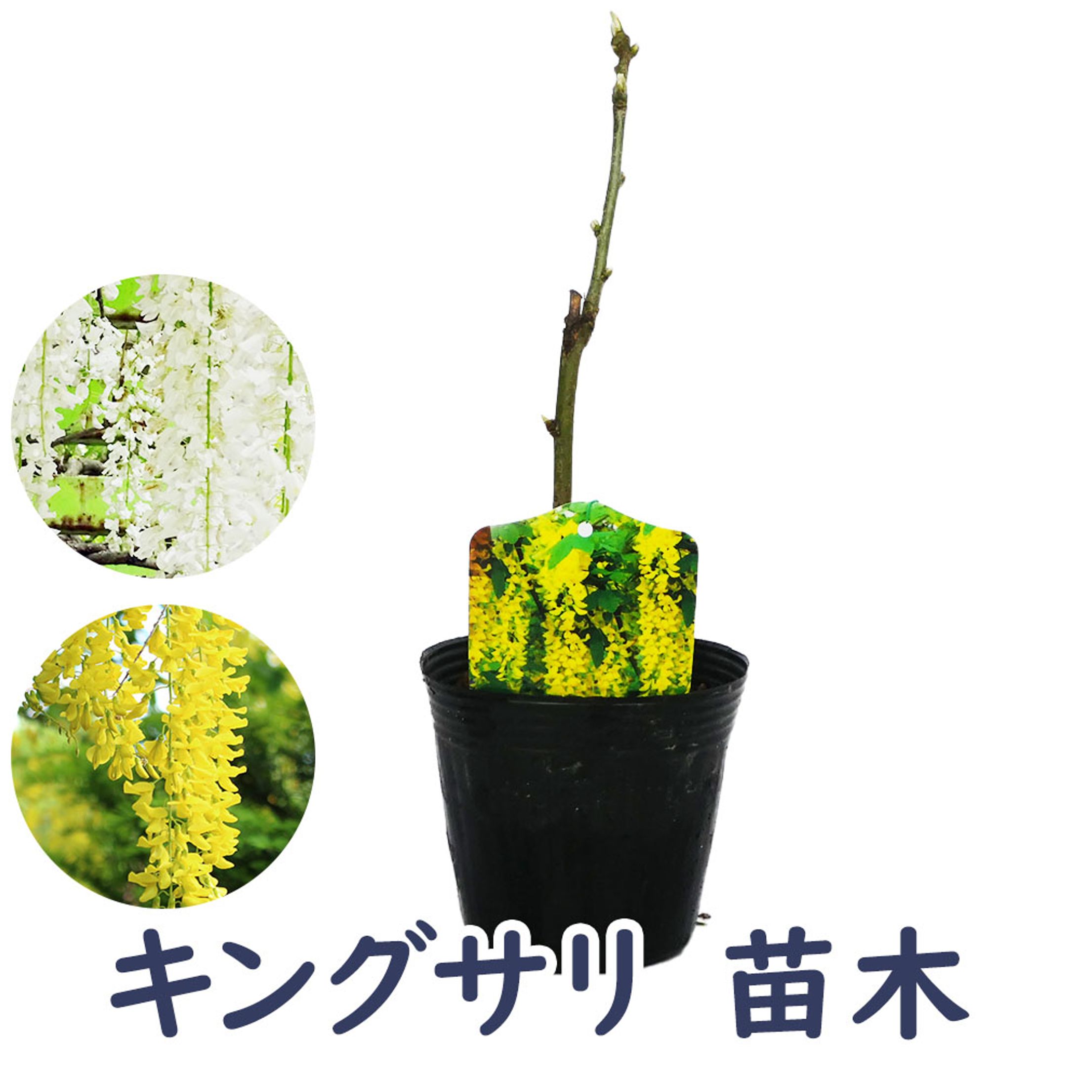 キングサリ商品ページ制作-1