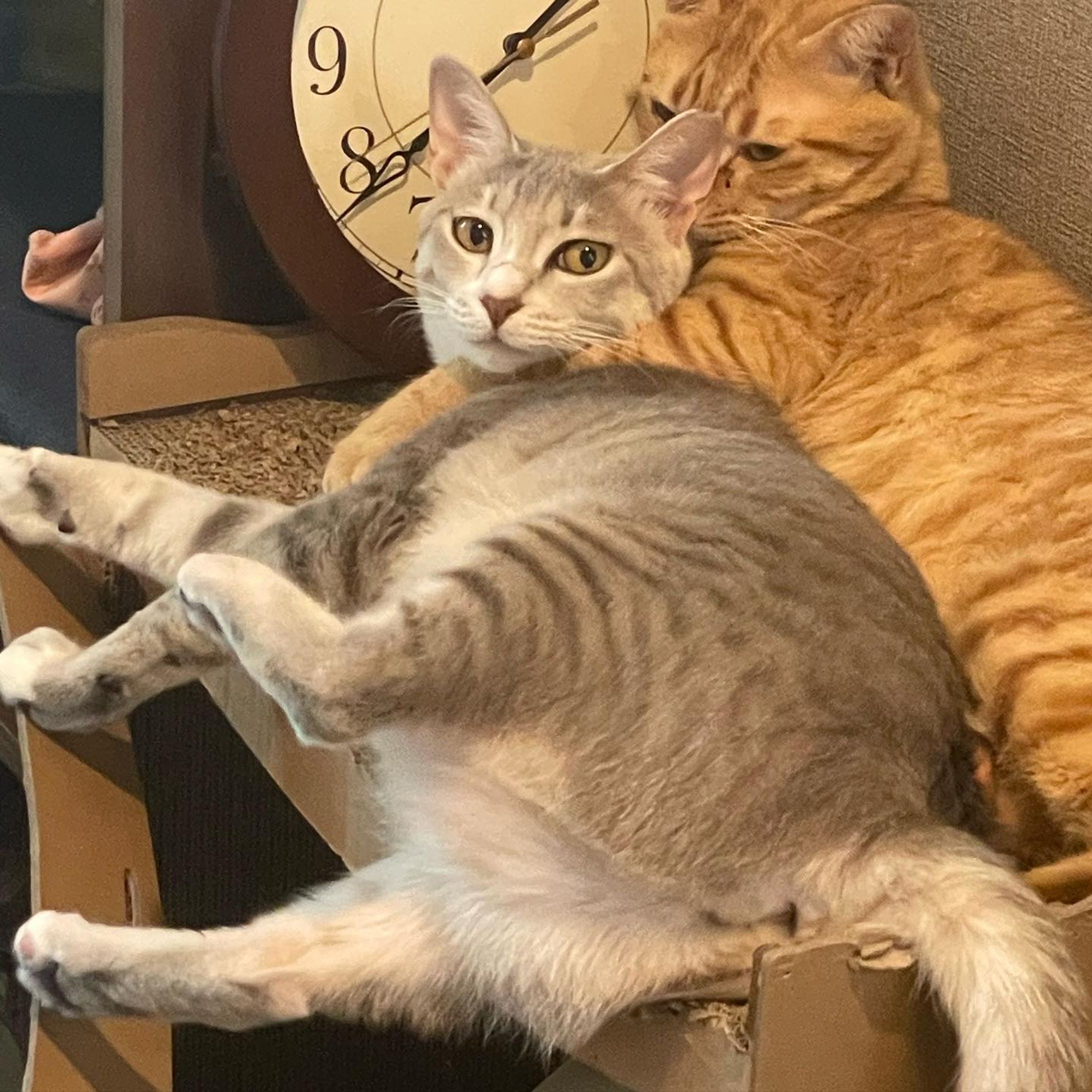 やなぎ

サバトラ(グレー)
2020 6月生まれ　北九州出身　
子猫の頃に公園で保護されてそのまま保護団体シェルターへ
みつばと出会った頃からいつも一緒の仲良しだった女の子🐈‍⬛
みつばを迎える時に一番仲良しの子も一緒に暮らしたいということでウチに来ました。
性格はツンデレ、臆病なので知らない人が来たら逃げて隠れる。
最初はしゃーしゃーだったけれど、今はしっかり甘えてきます。

みつばよりちょっとお姉さんなので、戯れあってもやなぎの迫力にみつばはいつもタジタジ..........
でも、普段はみつばにくっついて可愛がる優しい女の子。

名前の由来はグレーの花を調べたら「ネコヤナギ」という花が出てきたのでやなぎに決定。

レンズ: iPhone12 Pro
ISO:800
F値:2
シャッタースピード:1/60

#猫
#保護猫
#みつばとやなぎ
#カメラ
#iPhone12 Pro
#Apple
#福岡
#ポートレート
#撮影
#ボランティア
#動物愛護
#猫好きと繋がりたい-1