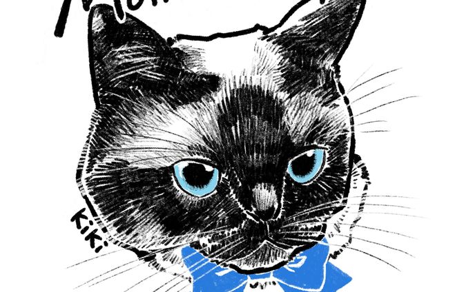 パッケージイラスト猫青
