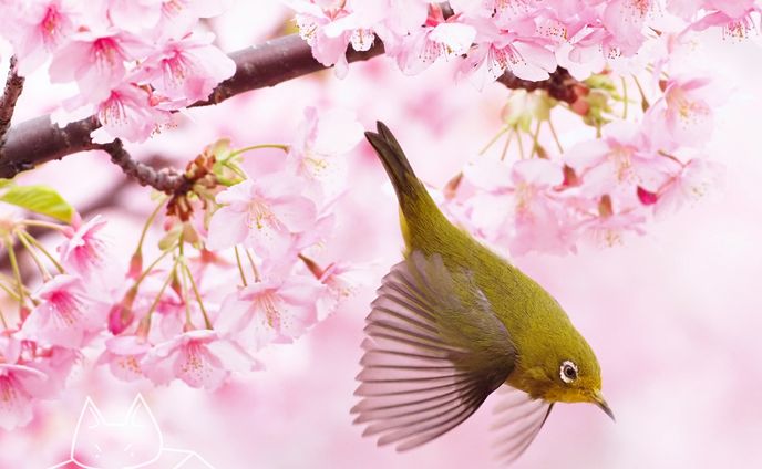 メジロ×桜