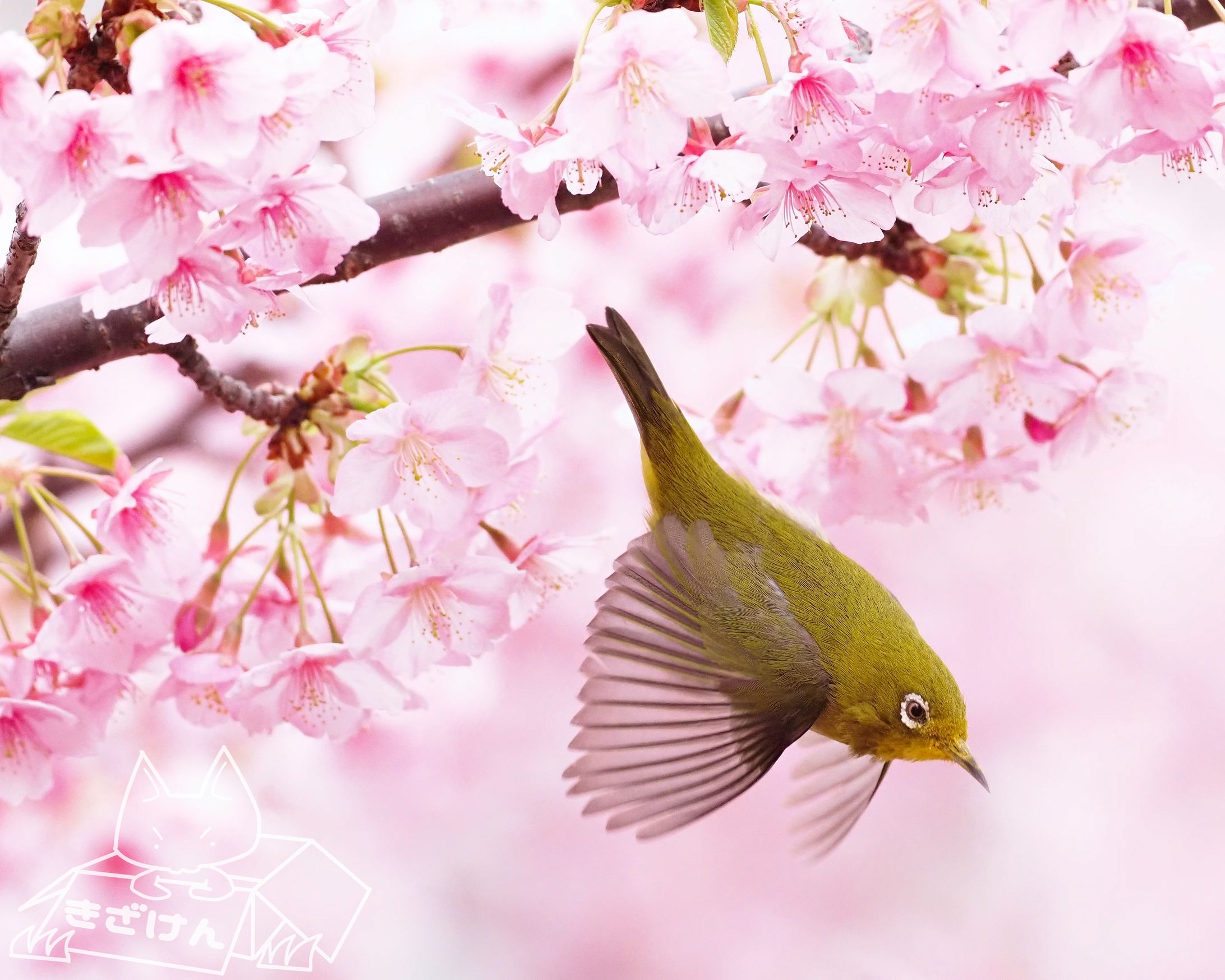 メジロ×桜-1