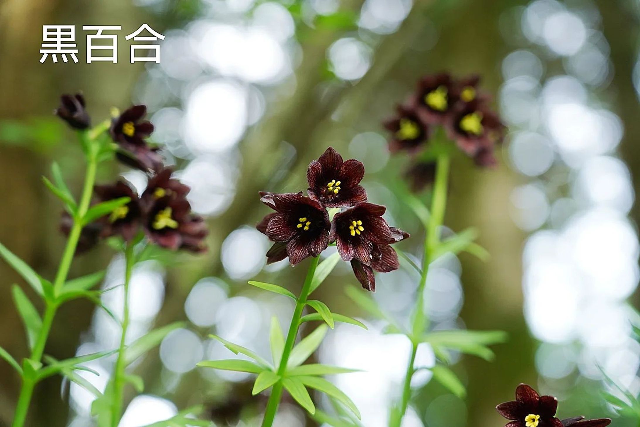 黒百合
kuroyuri
2023.May-1