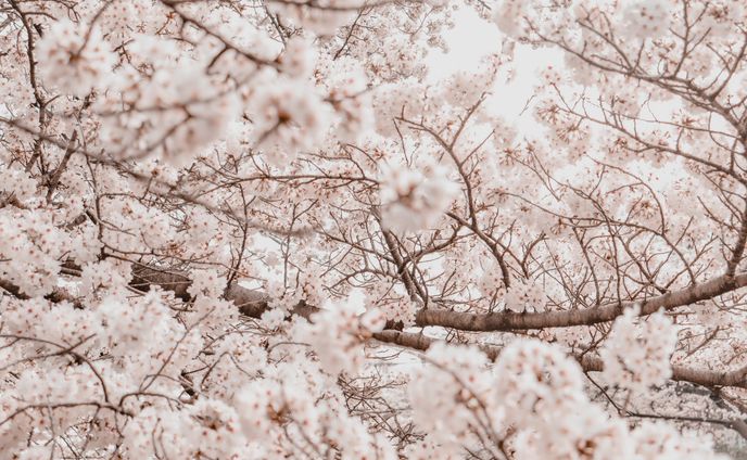 2022AprilCherry Blossom ans Selfportrait