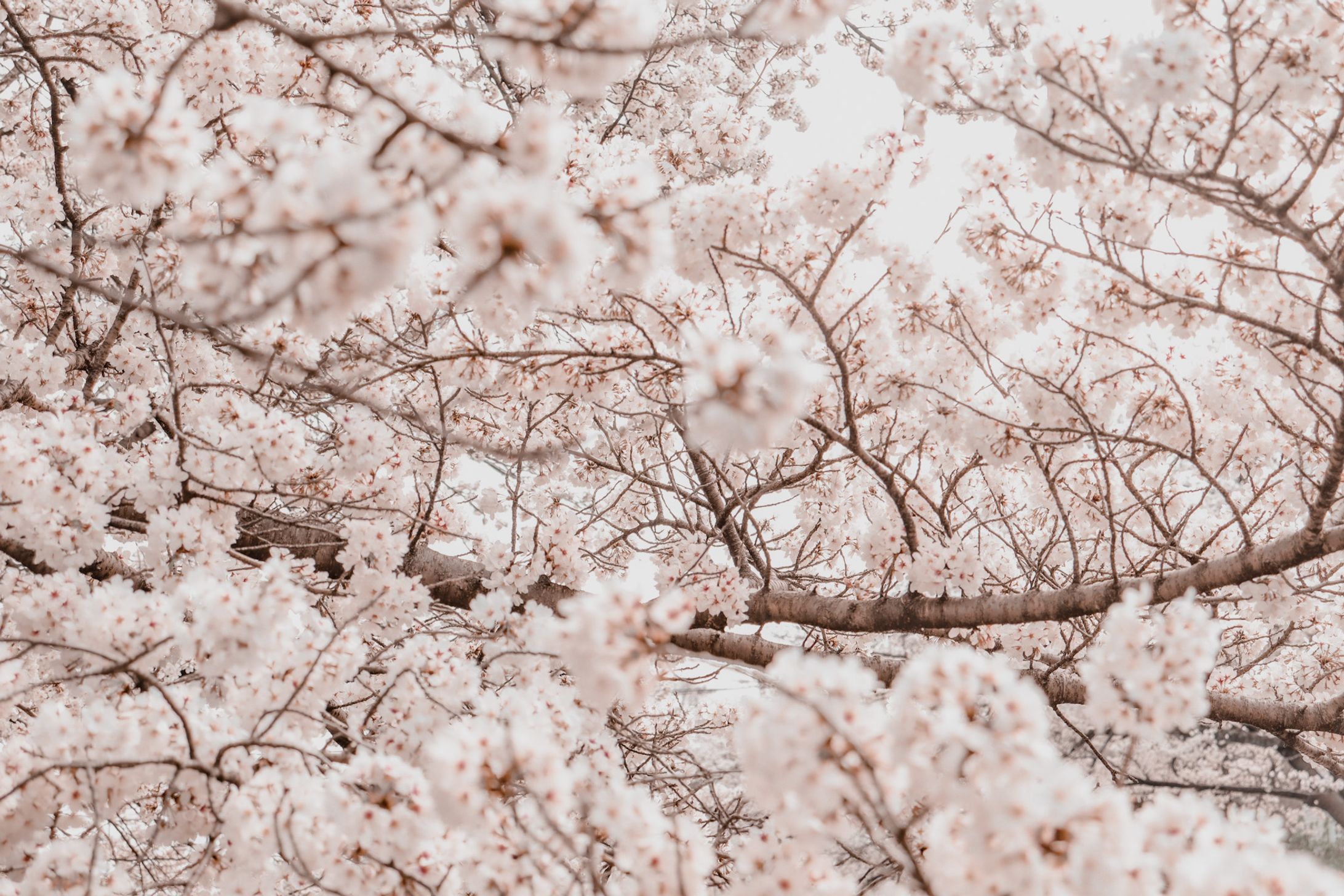 2022AprilCherry Blossom ans Selfportrait-1