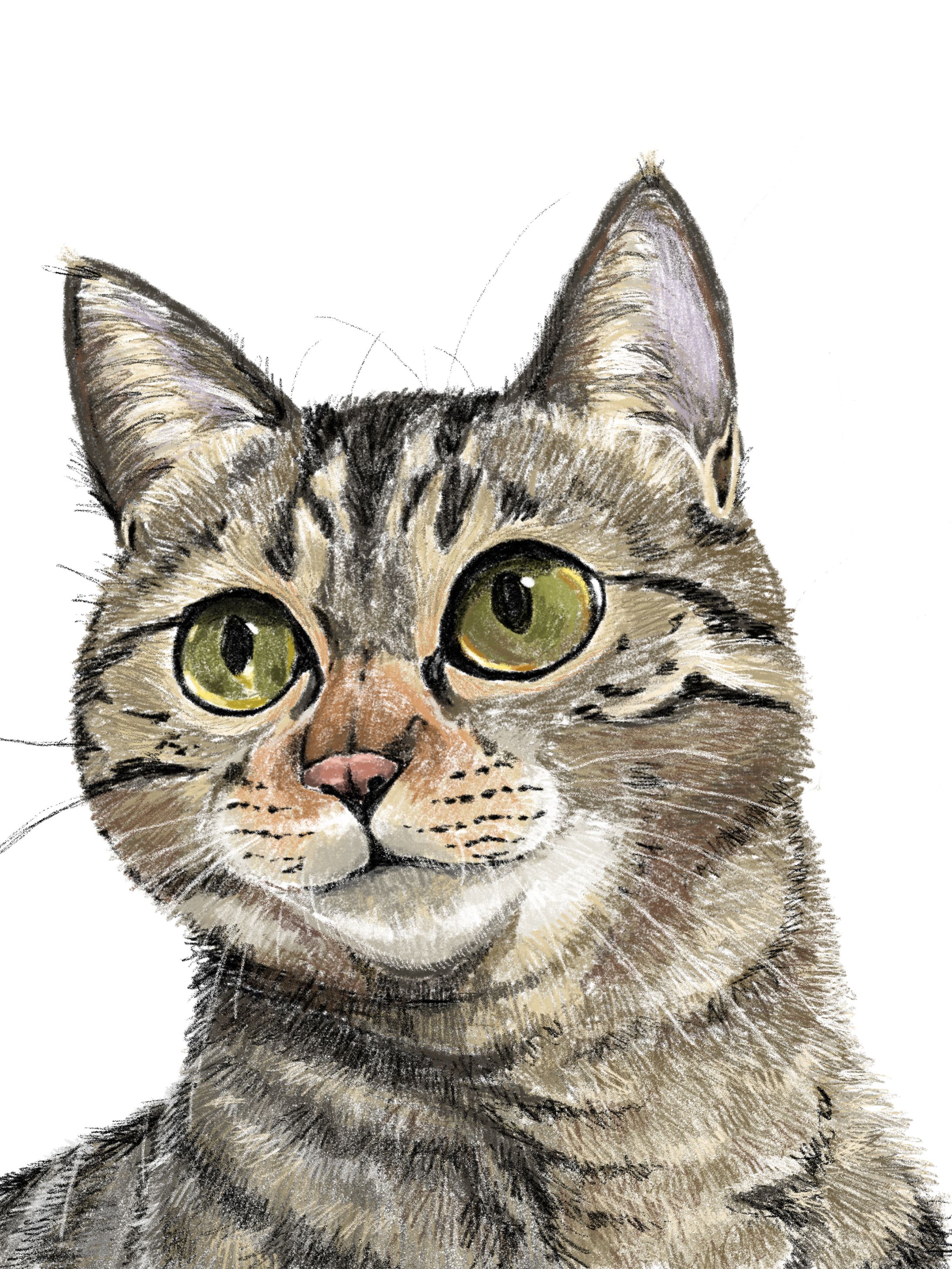 猫の絵⑤色鉛筆風-1