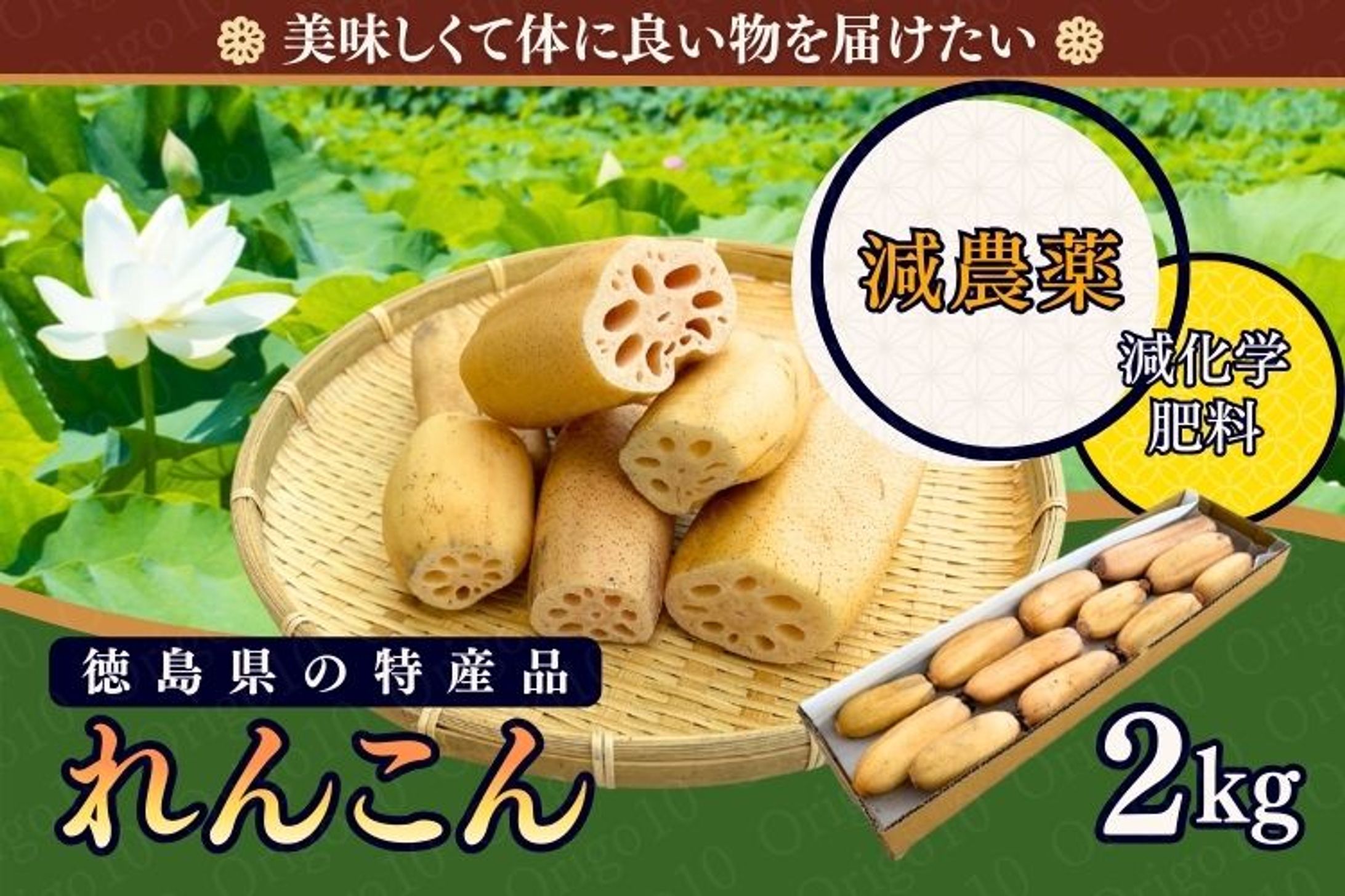 【徳島県産】愛情たっぷりれんこん-1