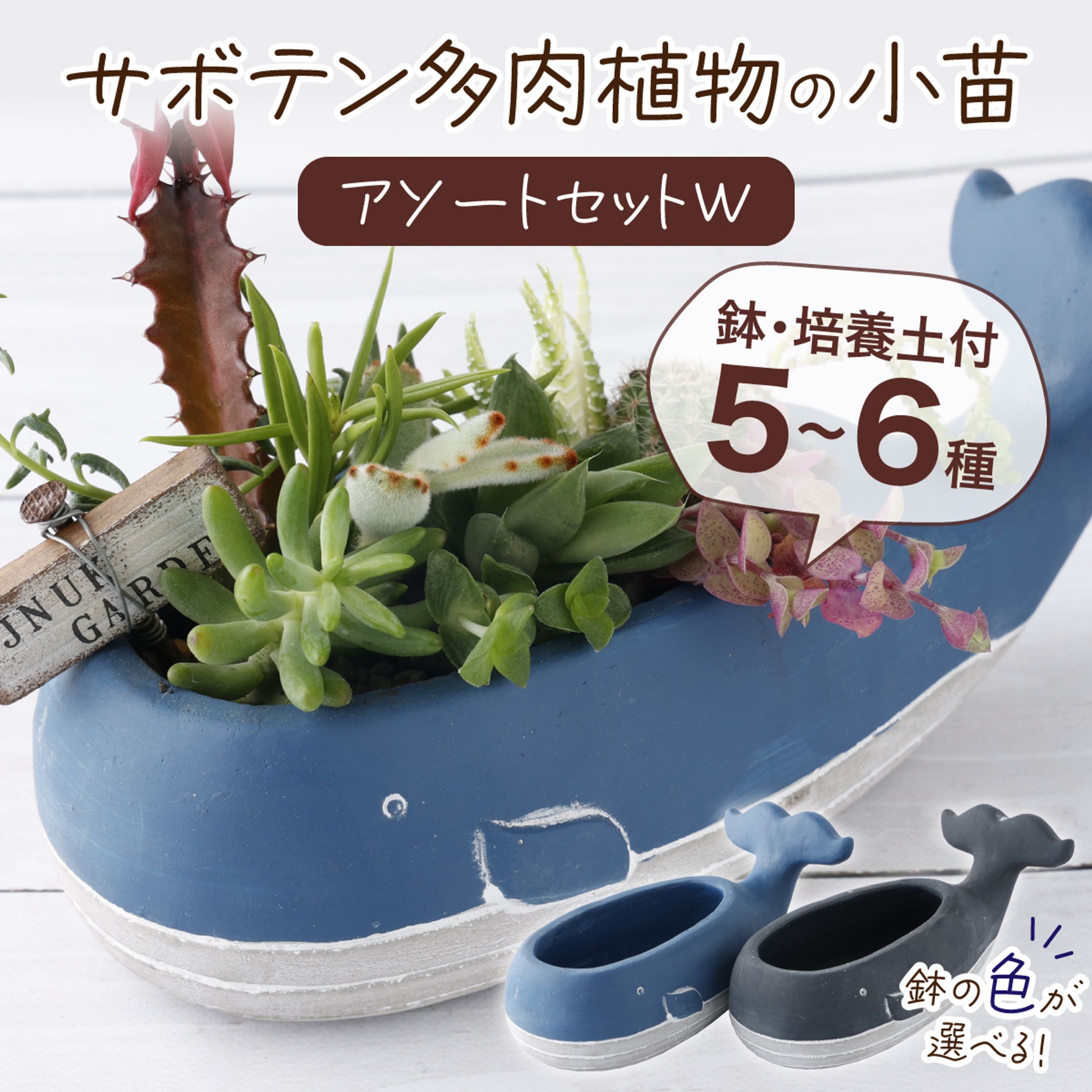 多肉植物の小苗アソート ランディングページ-1