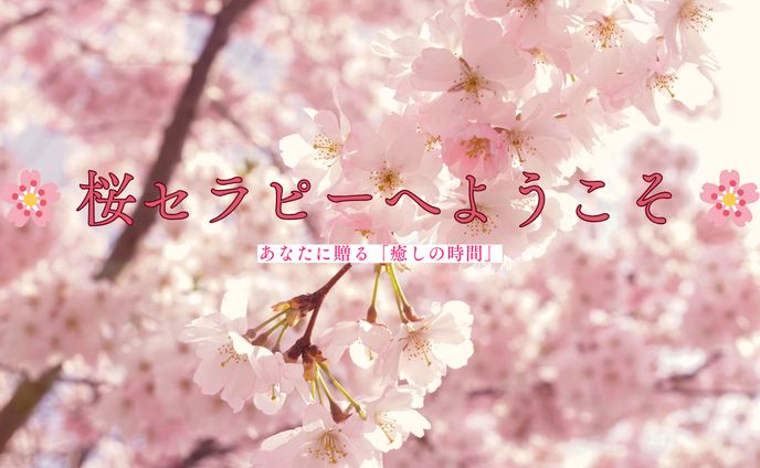 桜セラピー：癒しとマインドフルネスの四季コンテンツ制作