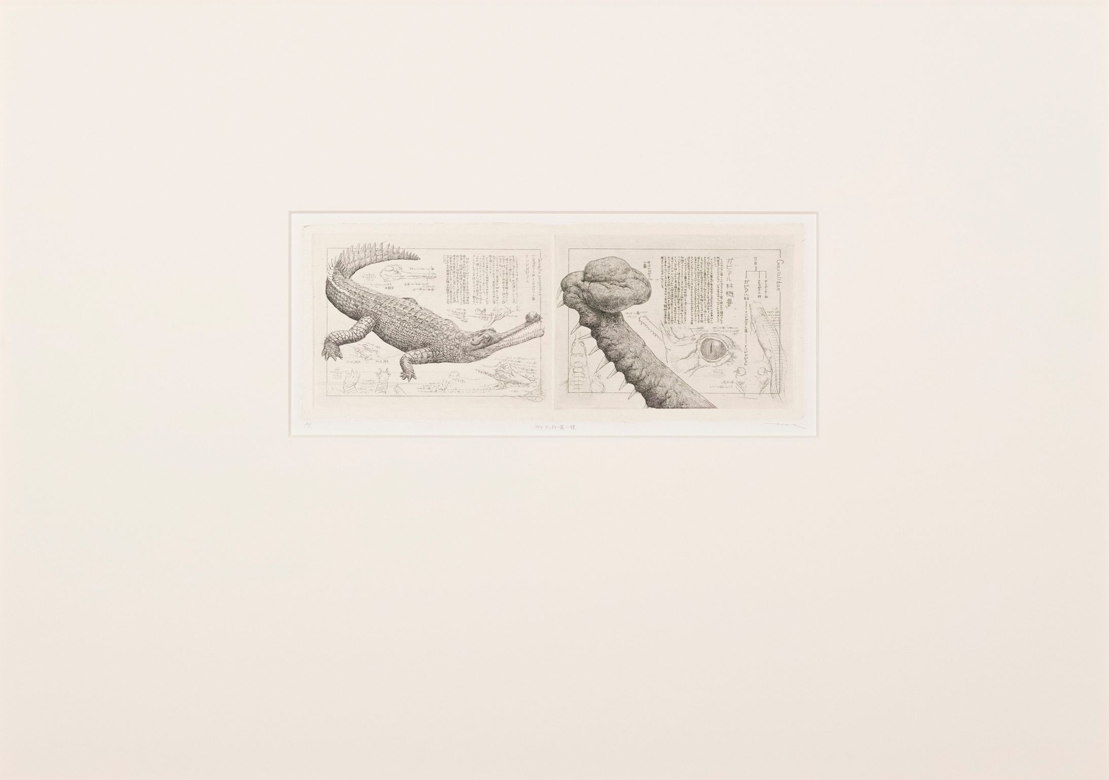 ガビアル科一属一種-1