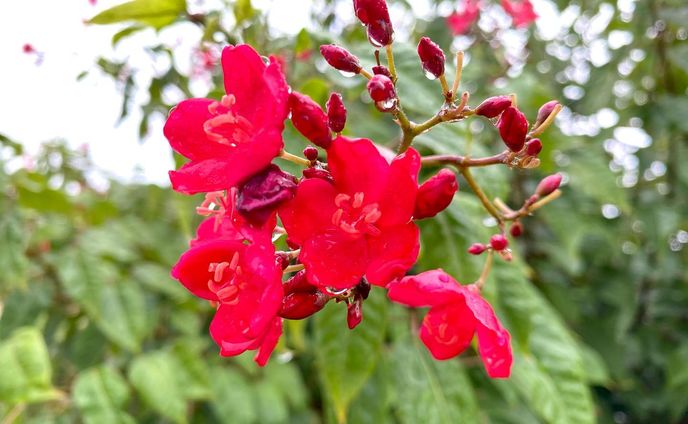 #photography #shotoniphone #flower #rain
