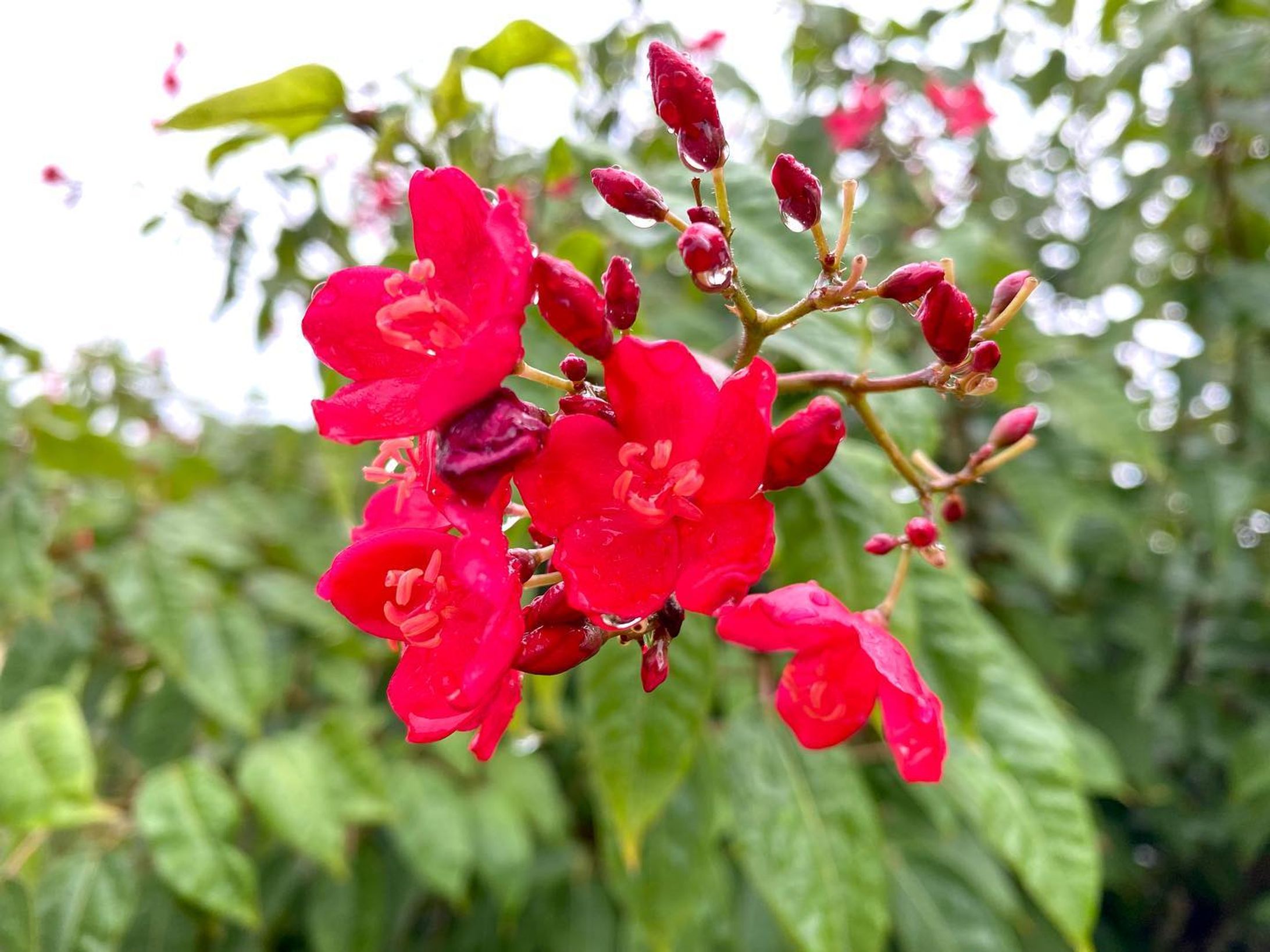 #photography #shotoniphone #flower #rain-1