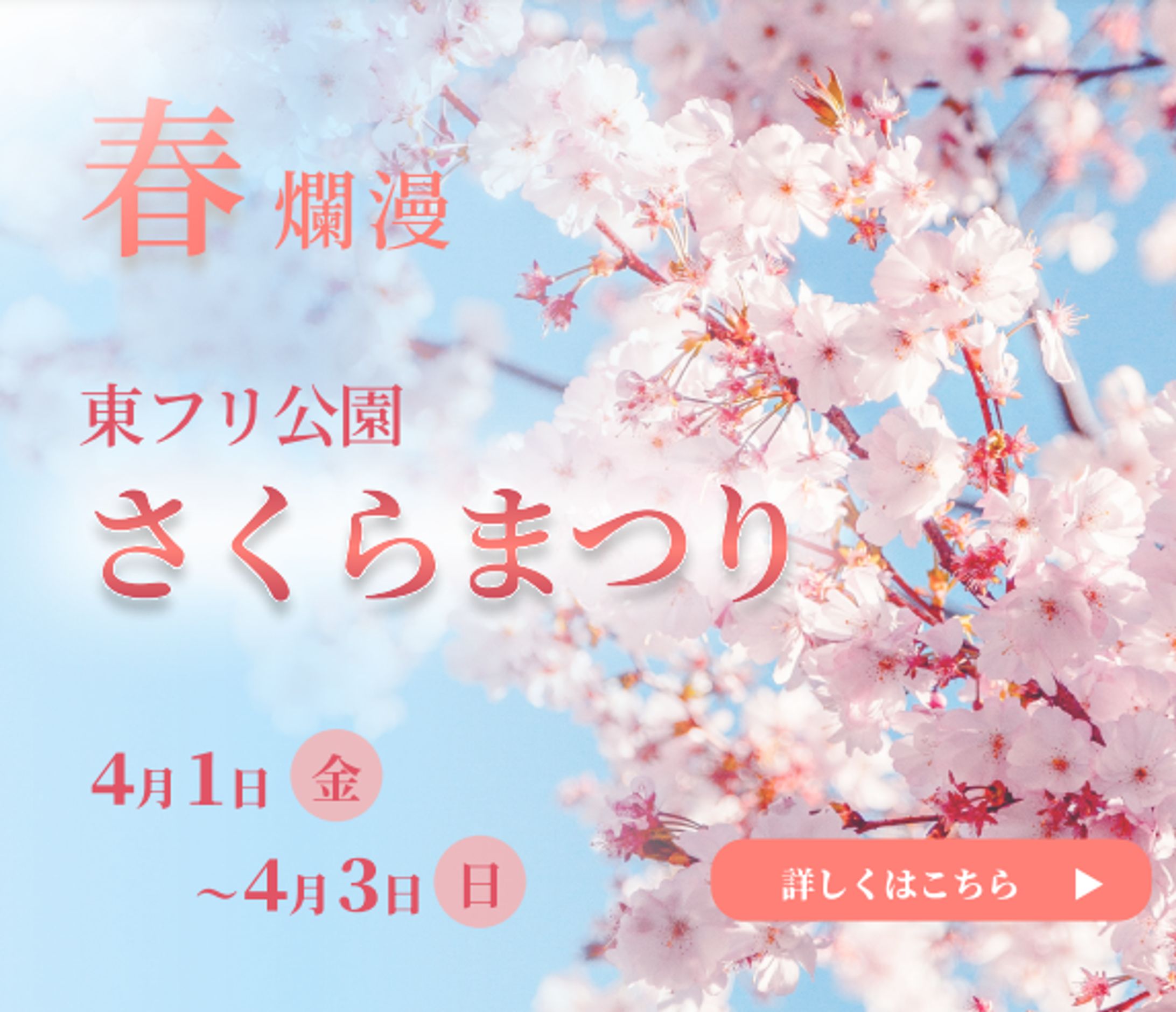 さくらまつりバナー　　　　　　　　＜自主制作＞-1