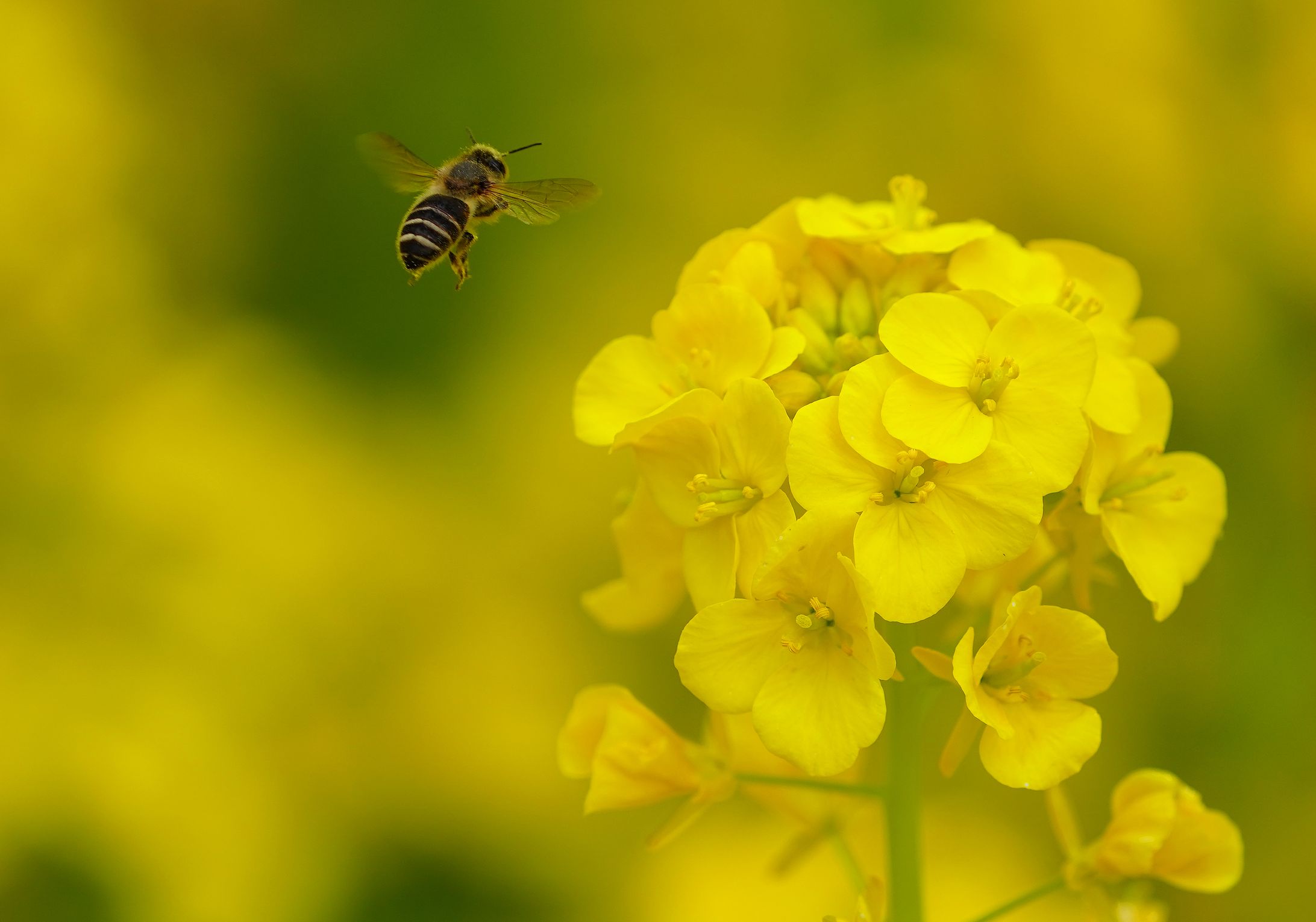 花とミツバチ-1