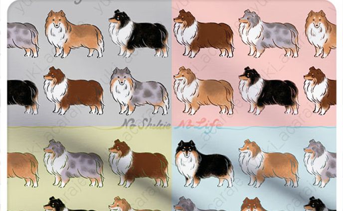 No Sheltie No Life