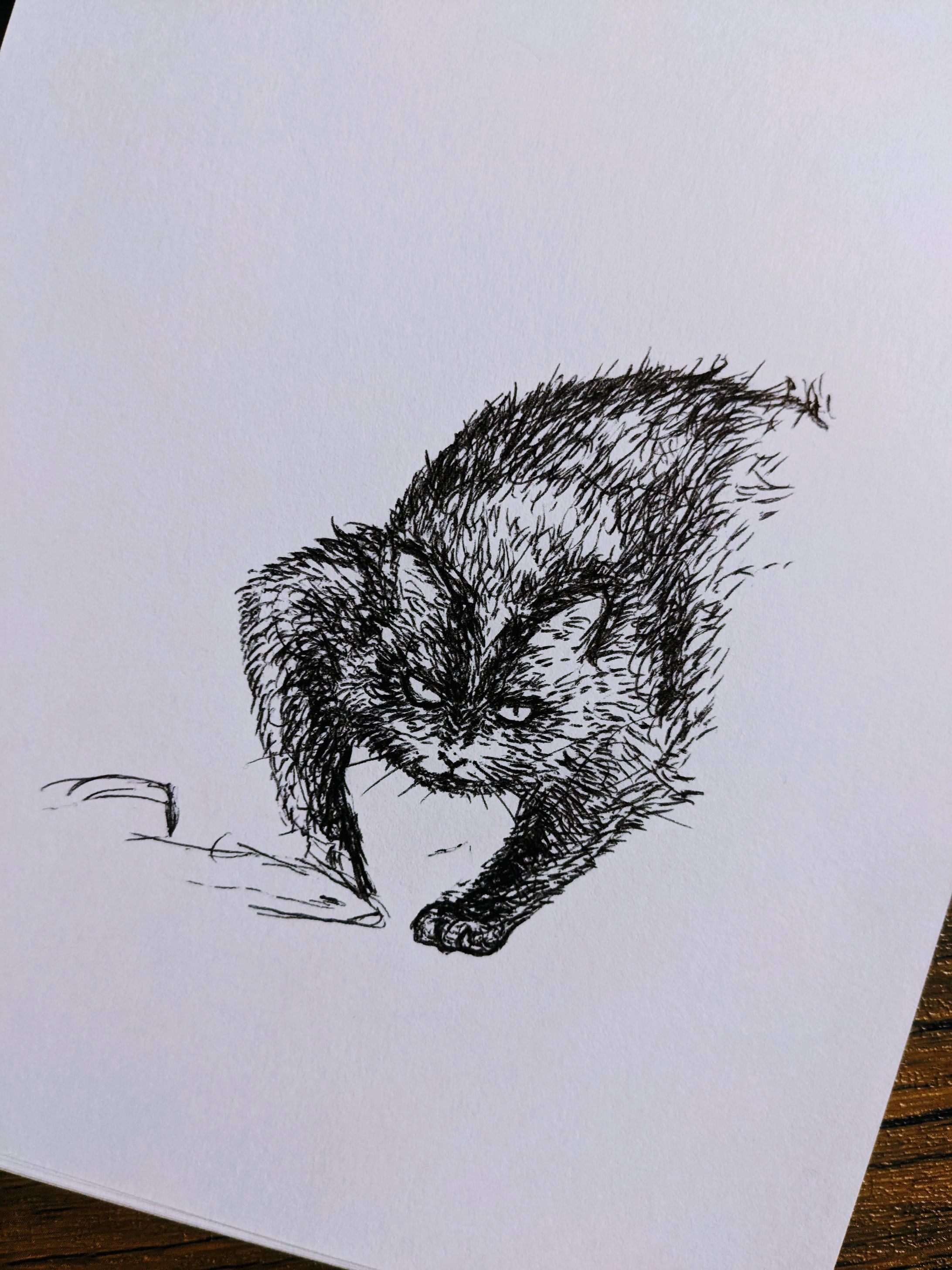 強そうな猫ちゃん模写-1