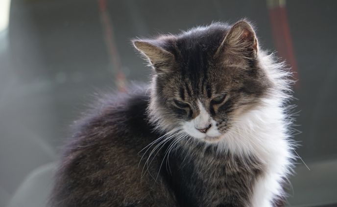 Pet Photography / Street Cat