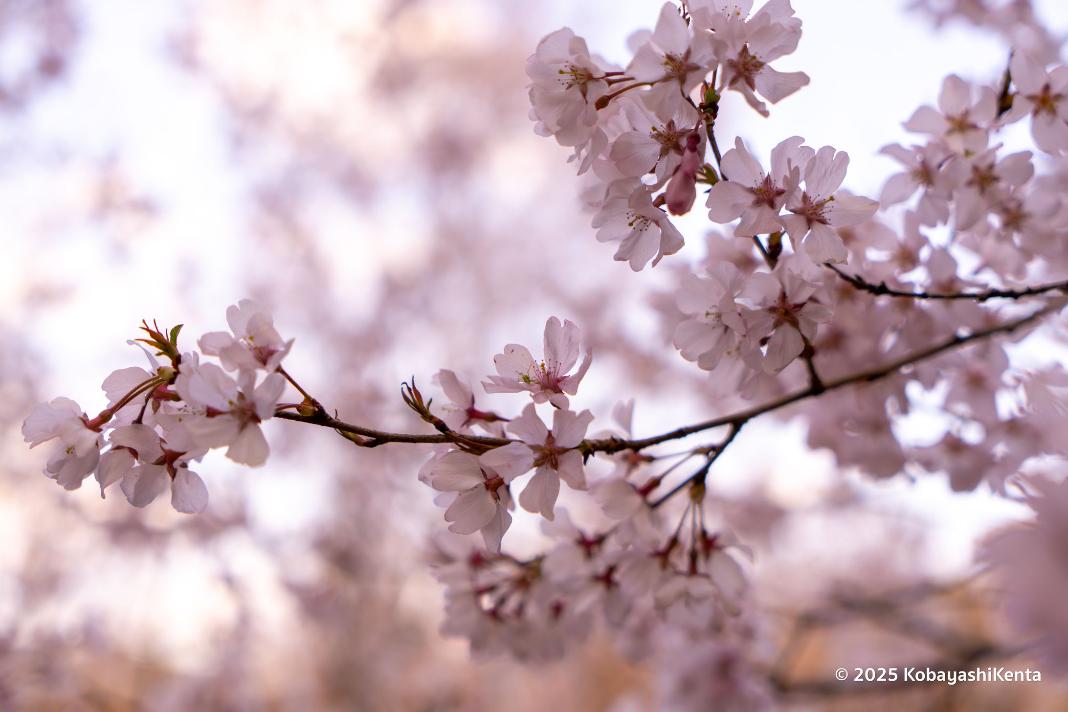桜＠花見山①-1