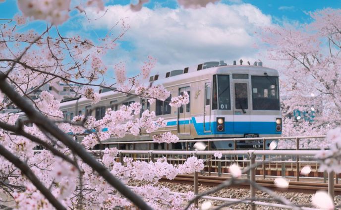 ・桜花・淡い雰囲気を目指して、全体的に明るめにしています。空もそれに合わせて色を水色っぽく編集しました。・桜が散っている様子をわかるために桜の花びらを後から追加しました🌸・📷#CanonEosKissM2   55〜200mm f16.0 ss1/2500 iso3200・💻#Macbookpro  ・🔧#Photoshop #一眼レフ　#一眼レフ初心者 #ミラーレス一眼  #一眼レフのある生活✨  #写真好きな人と繋がりたい #レンズの中の世界 #eoskissm2 📷#桜 #cherryblossom🌸#電車と桜　#日本の風景🇯🇵 #photoshopedit #landscapephotography #写真好きな人と繋がりたい #非日常感 #instagood #instalike #instamood #instagram #instalove  #instadaily #instamoment