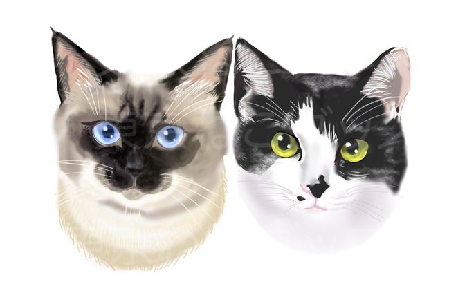 猫の似顔絵