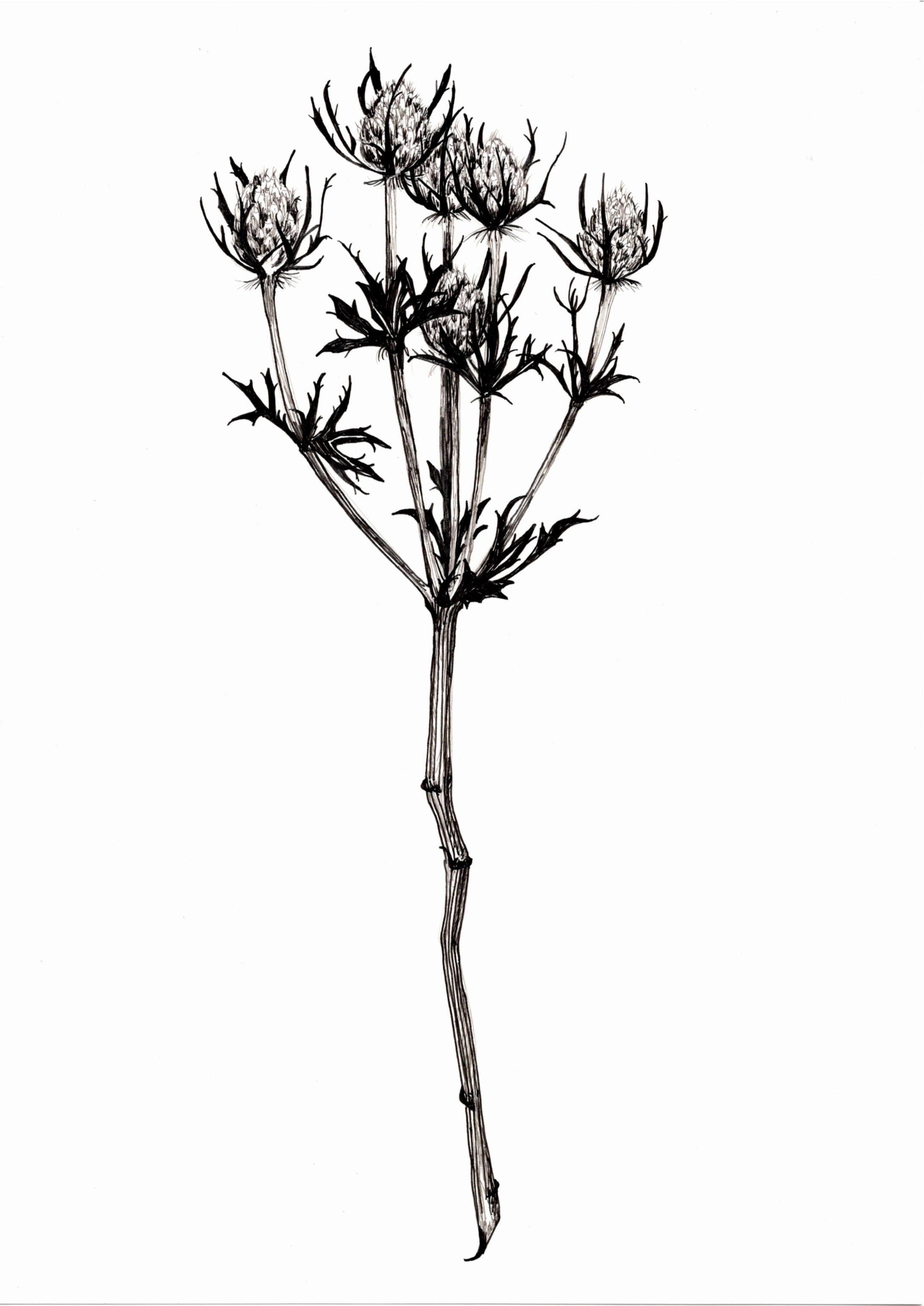 エリンジウム-1