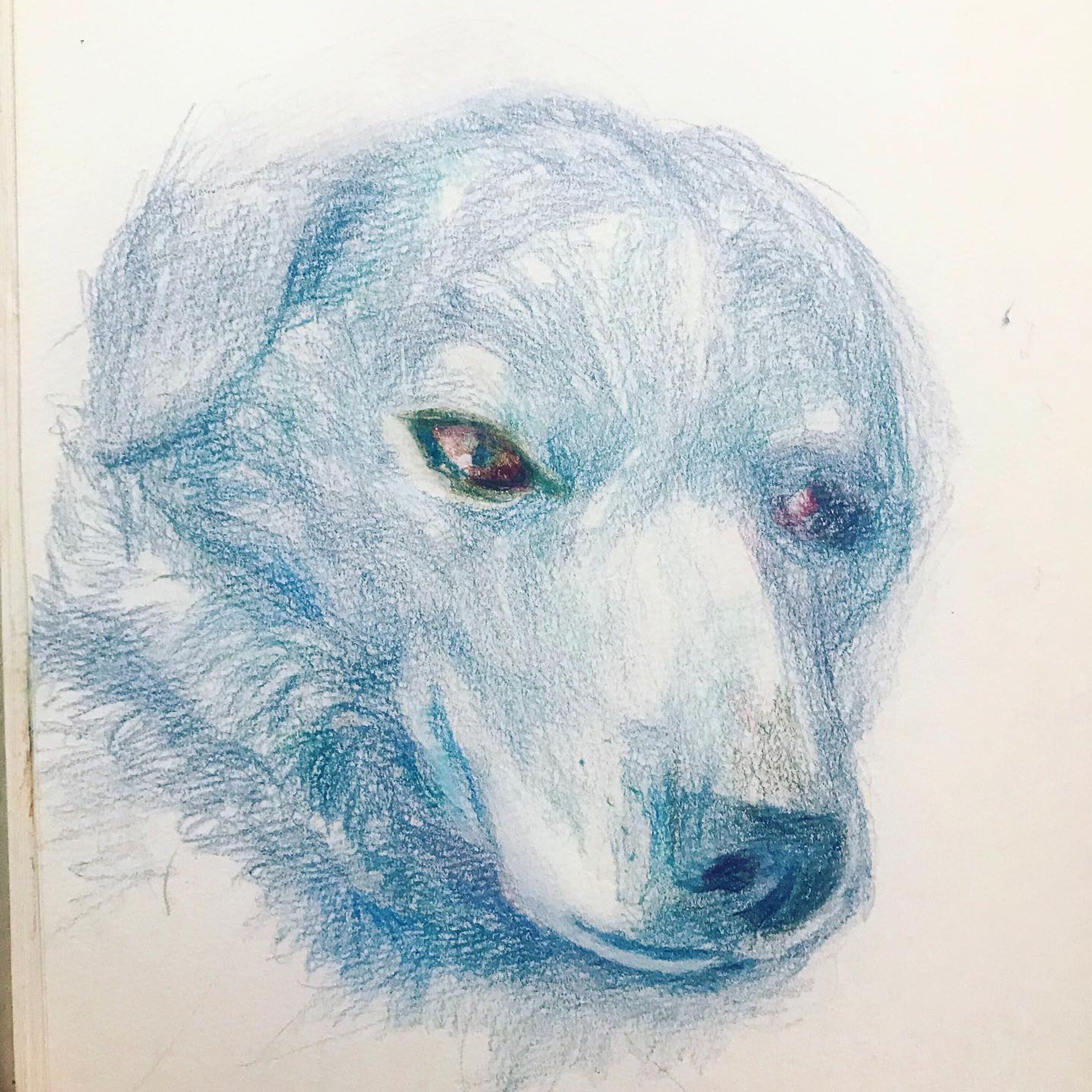 #Abbild
#Illustration
#illust
#イラスト #色鉛筆 #dog #Hund #いぬすたぐらむ-1