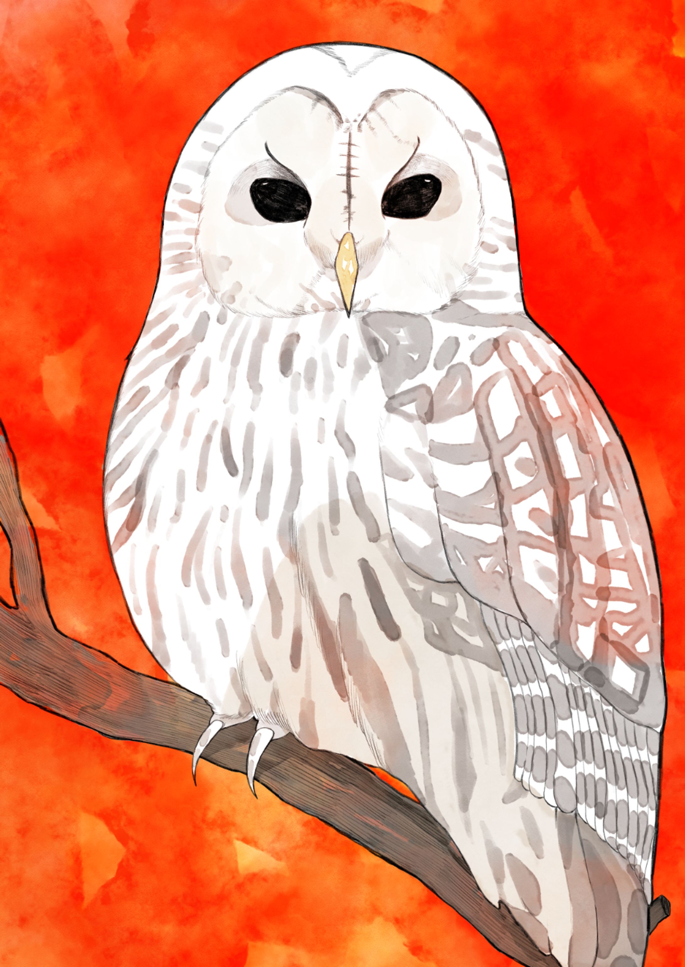 フクロウのイラスト-1