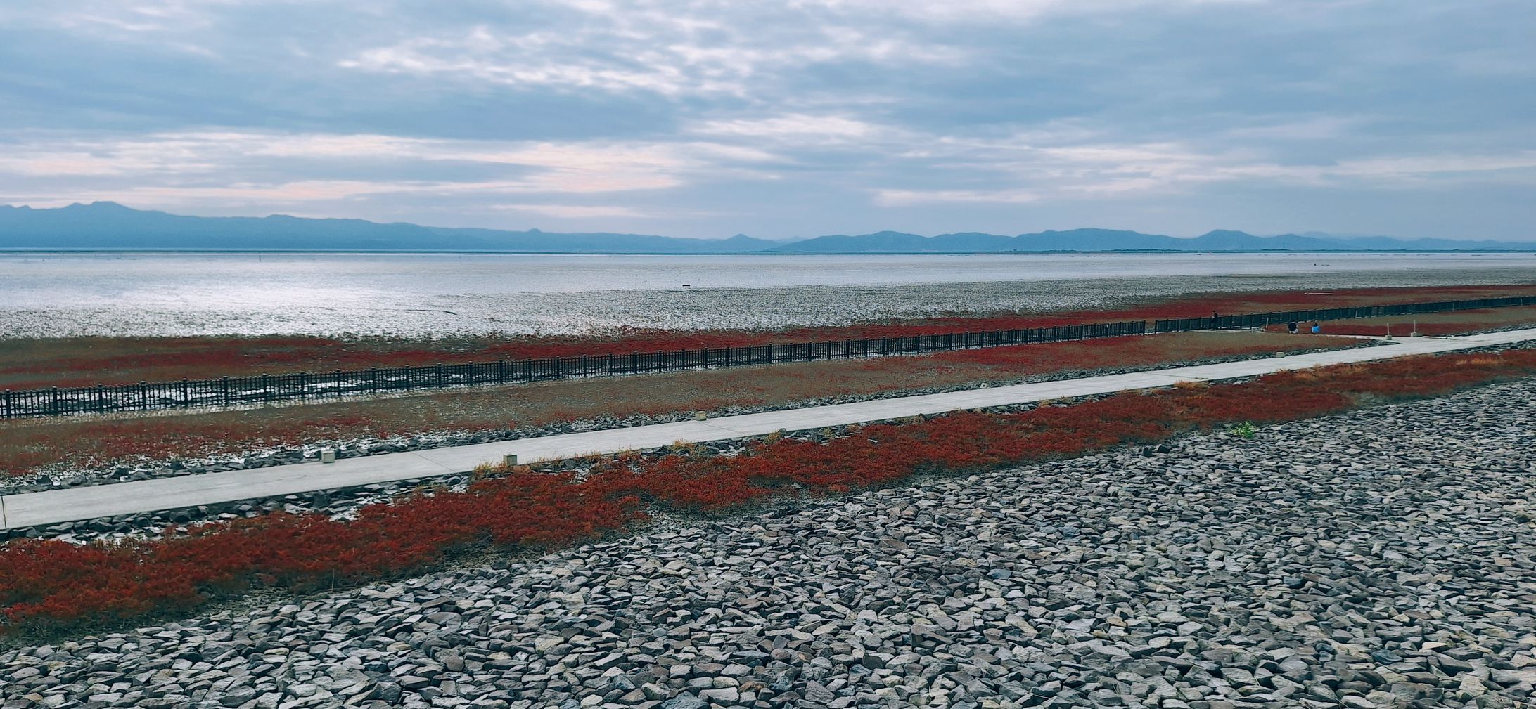 シチメンソウ-1