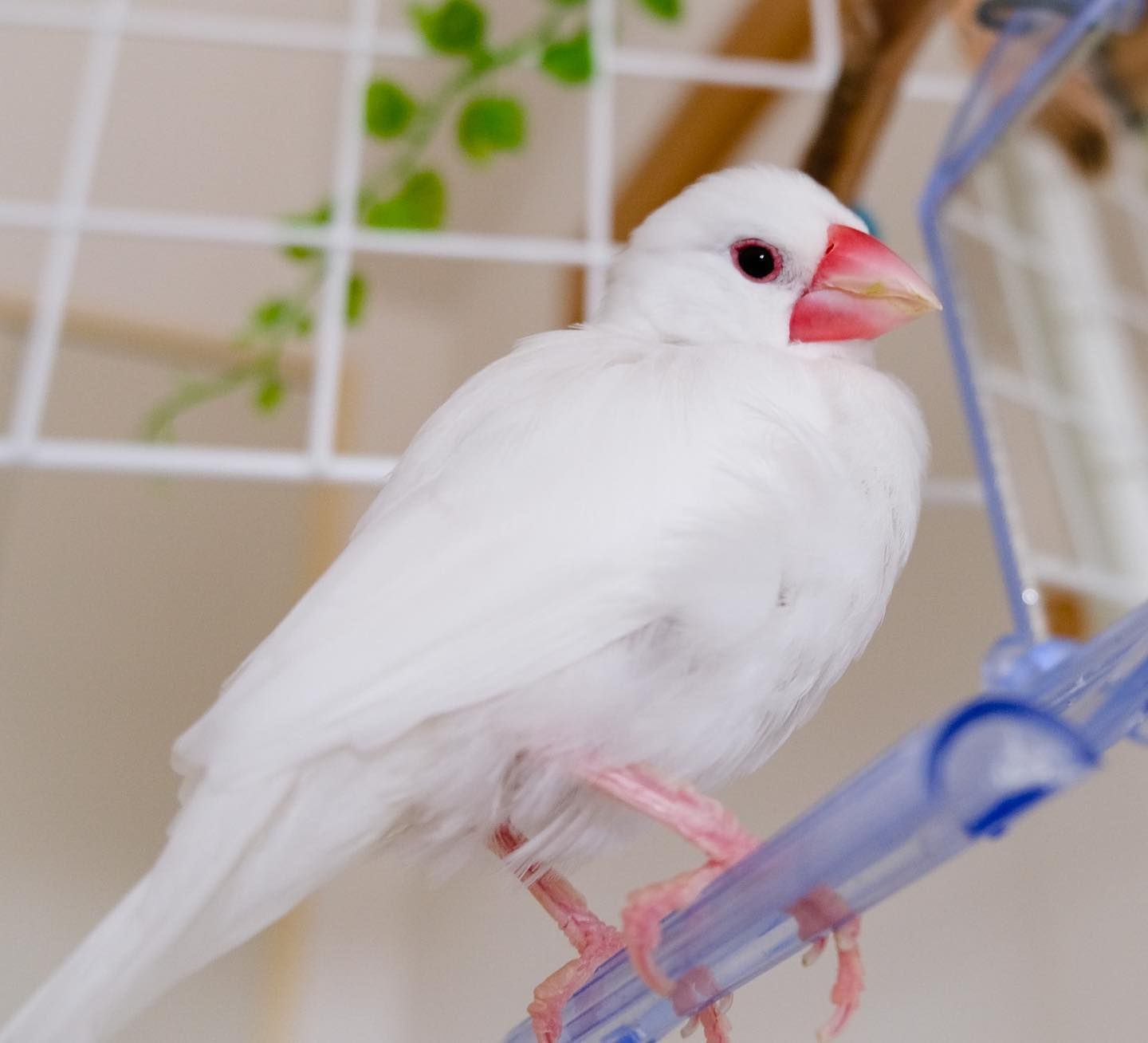 春は暖かくて眠くなっちゃいますね(*´∀｀*) Spring is warm and
