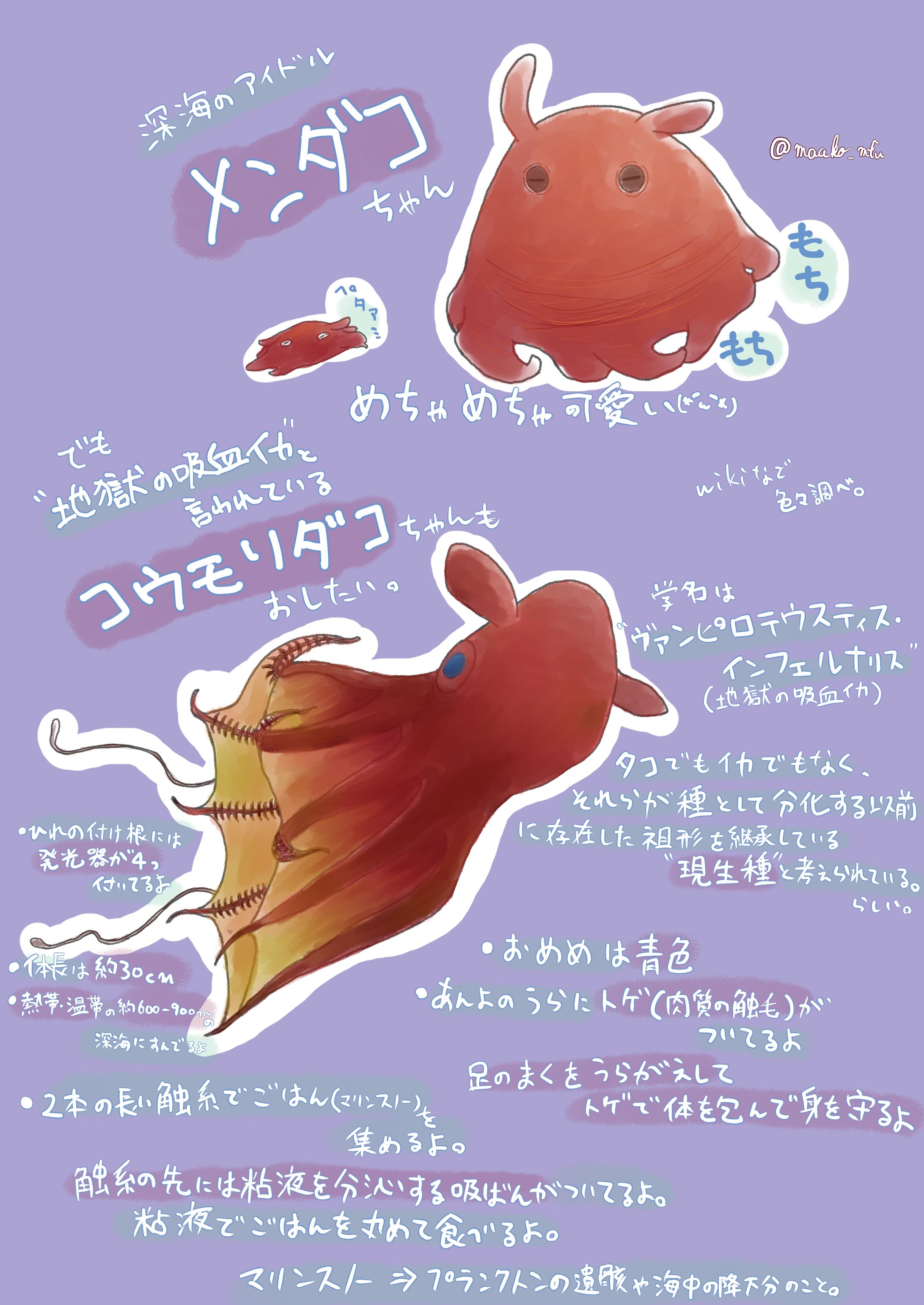 コウモリダコ解説-1
