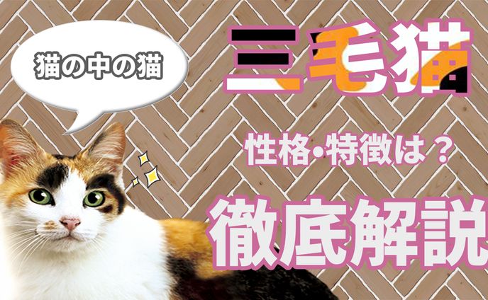 動画編集者、webデザイン