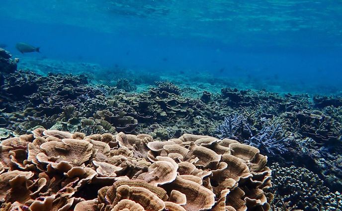 「もっと頼っていいんだよ」

30才で沖縄に移住して、やっとそう思えるようになった。

「頼ってよ」って言えるじぶんでありたい。
「頼らせてくれる？」って言えるじぶんでもありたい。

海の世界は、おたがいに頼りあって生きている。

「がんばらなきゃ」
「自立しなきゃ」
そんな生き方をしていた移住前は、他人に対してもおなじ価値観を向けてしまってた。

いやだな、やさしくない。
今ならそう思う。

今日シュノーケリングに行ったらさ、サンゴの間にアバサー（ハリセンボン）が隠れてたよ。

きっと、命を守るための居場所を見つけたんだよね。じぶんだけじゃ、生きられないから。

ぼくら人間も、もっと頼っていいよね？

ぼくは人に頼るのが苦手なんだけど、みなさんはどうですか？

#沖縄移住
#沖縄シュノーケリング 
#オリンパスtg6 
#ジョン万ビーチ 
#リュウキュウキッカサンゴ  かな？
#アバサー 
#ウェルビーイングな生き方