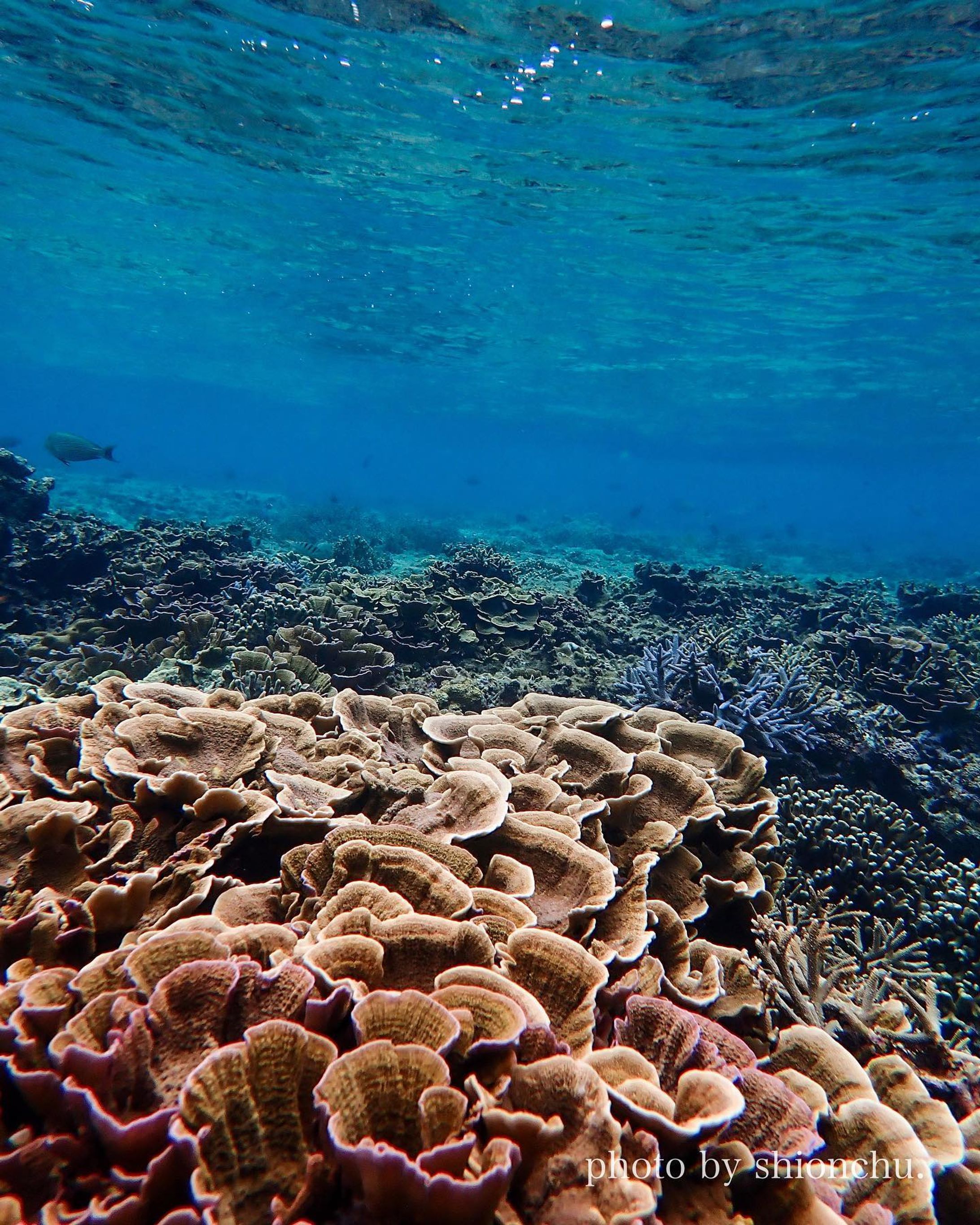 「もっと頼っていいんだよ」

30才で沖縄に移住して、やっとそう思えるようになった。

「頼ってよ」って言えるじぶんでありたい。
「頼らせてくれる？」って言えるじぶんでもありたい。

海の世界は、おたがいに頼りあって生きている。

「がんばらなきゃ」
「自立しなきゃ」
そんな生き方をしていた移住前は、他人に対してもおなじ価値観を向けてしまってた。

いやだな、やさしくない。
今ならそう思う。

今日シュノーケリングに行ったらさ、サンゴの間にアバサー（ハリセンボン）が隠れてたよ。

きっと、命を守るための居場所を見つけたんだよね。じぶんだけじゃ、生きられないから。

ぼくら人間も、もっと頼っていいよね？

ぼくは人に頼るのが苦手なんだけど、みなさんはどうですか？

#沖縄移住
#沖縄シュノーケリング 
#オリンパスtg6 
#ジョン万ビーチ 
#リュウキュウキッカサンゴ  かな？
#アバサー 
#ウェルビーイングな生き方-1