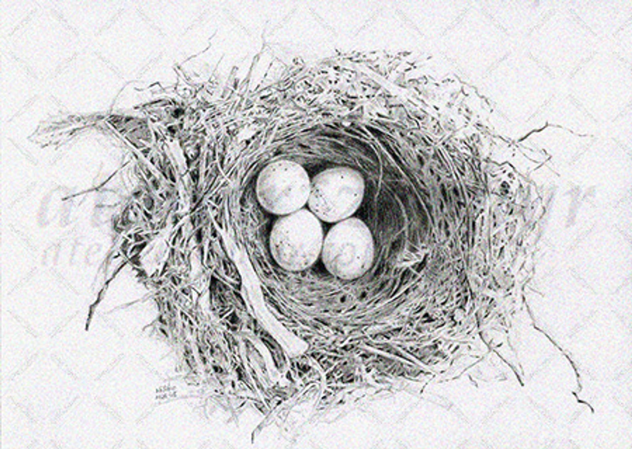 ヒヨドリの巣-1