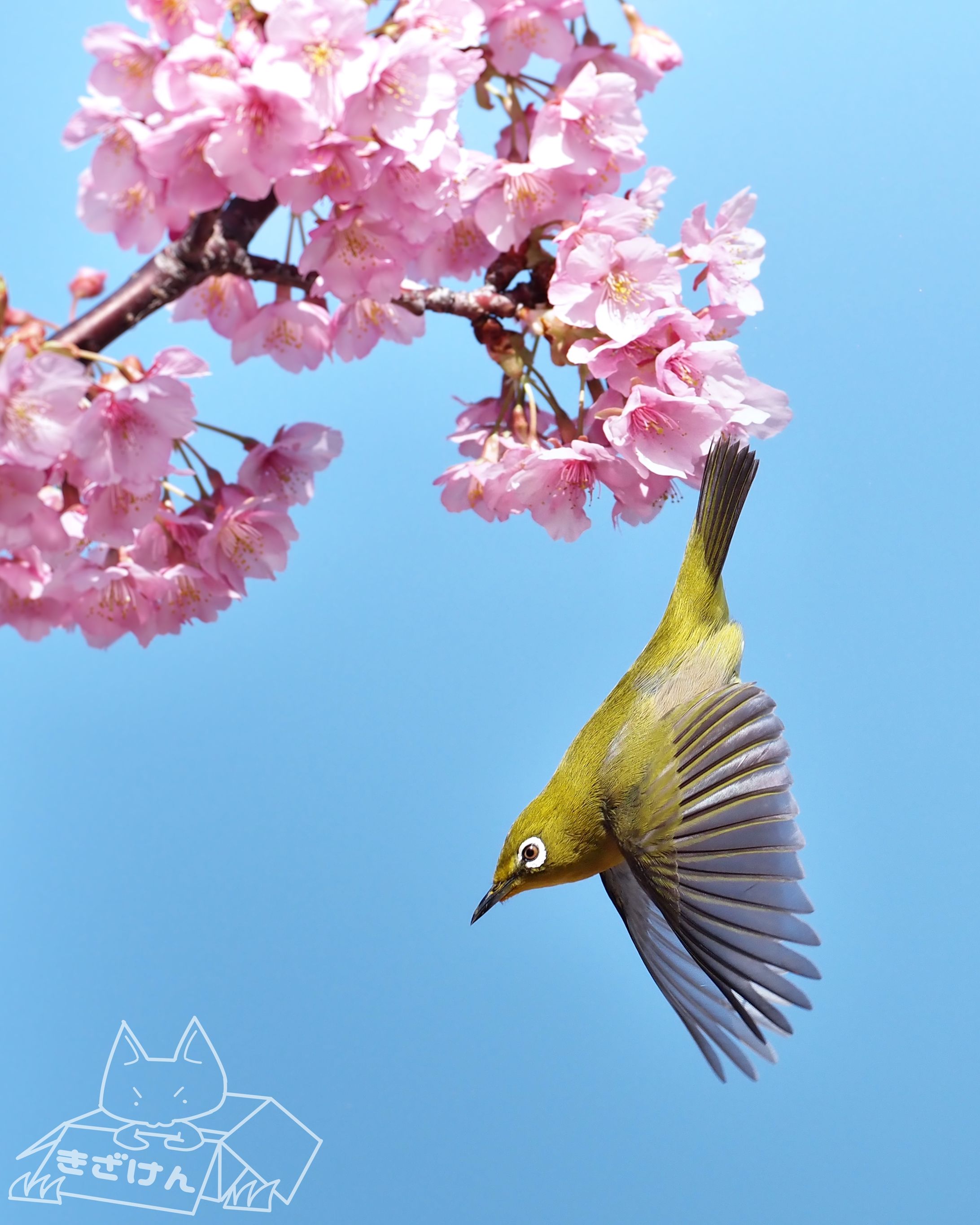 メジロ×桜-1