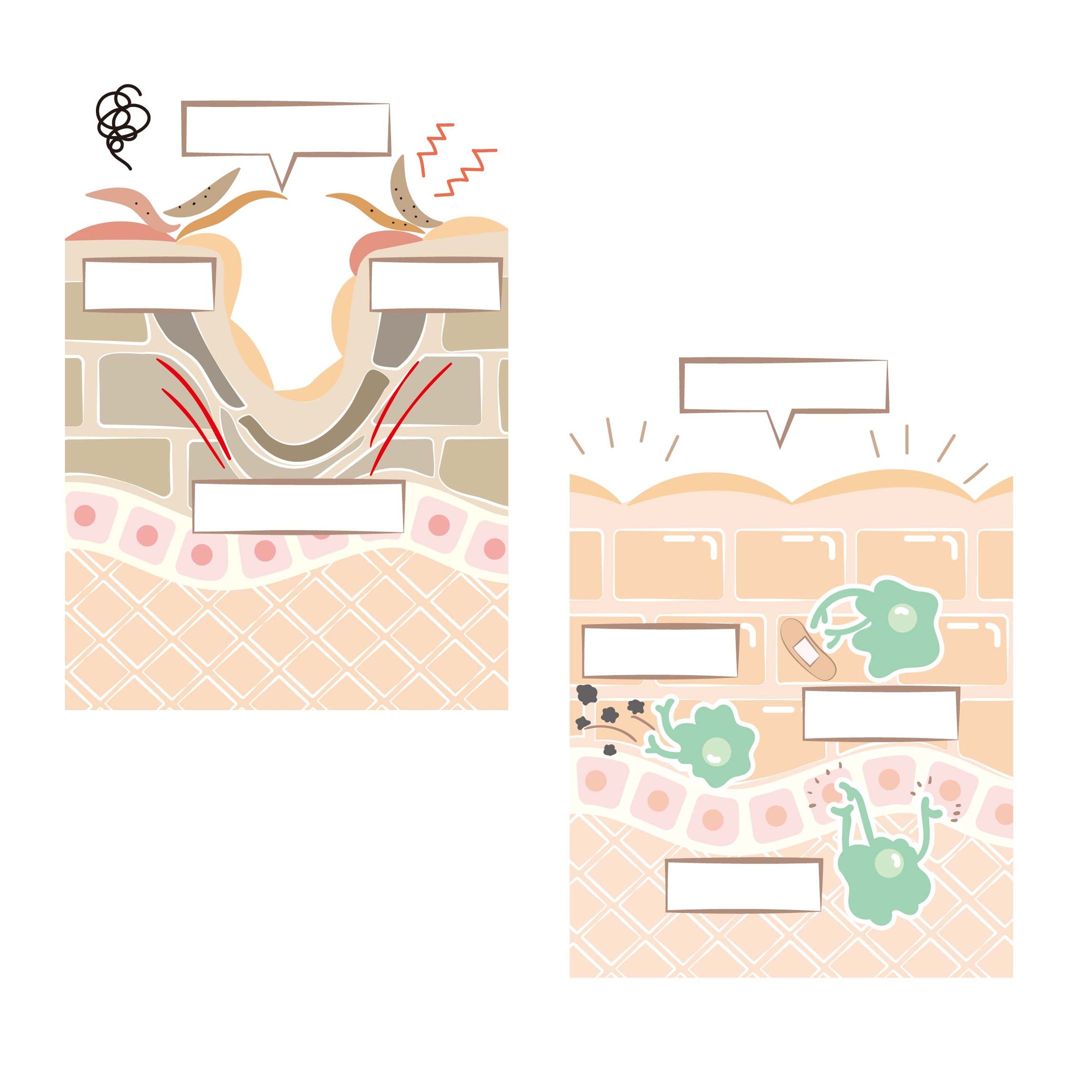 ル・シェール　化粧品成分解説イラスト-1