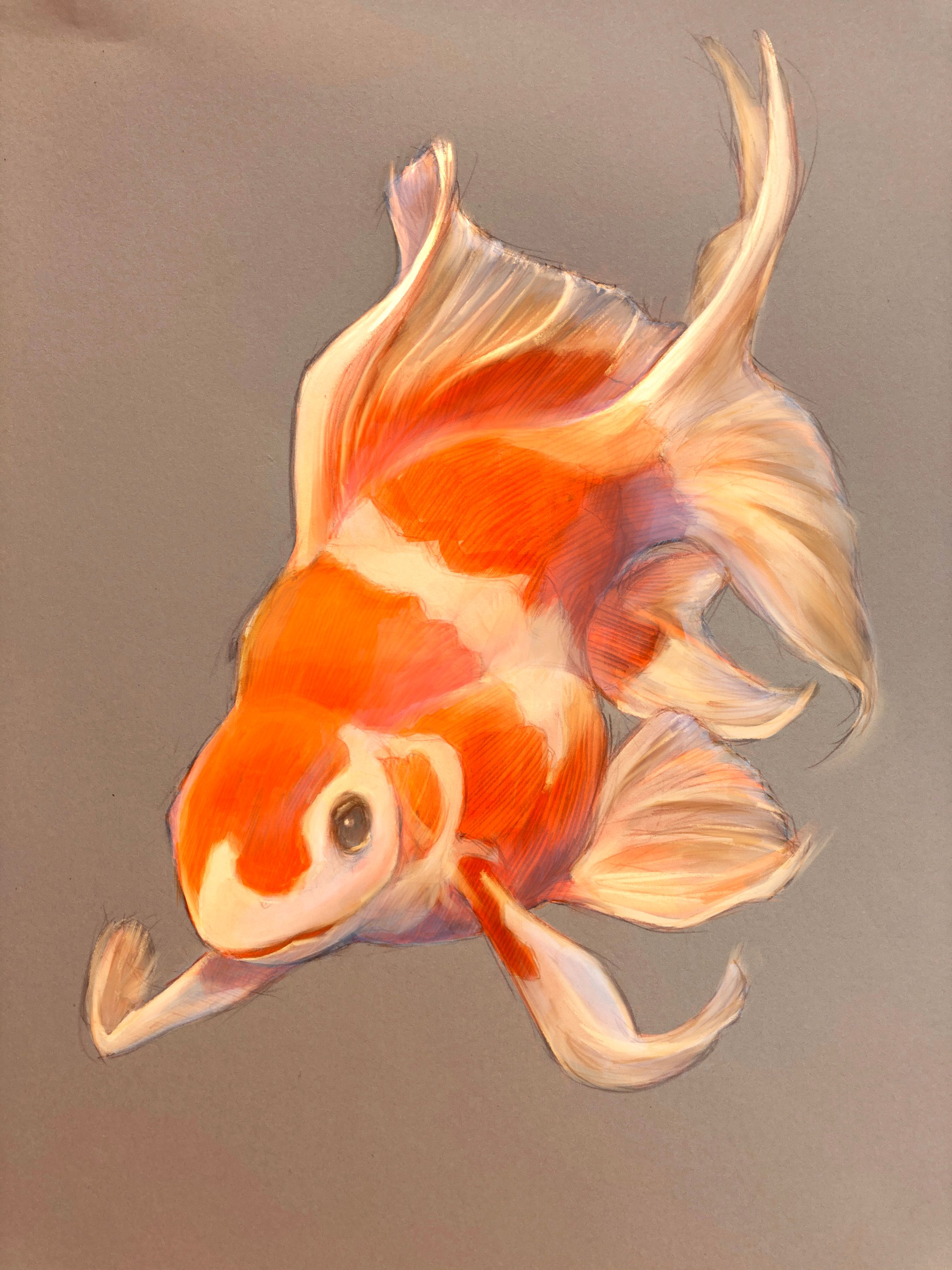 【イラスト】金魚-1