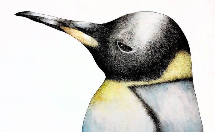 画家、animal