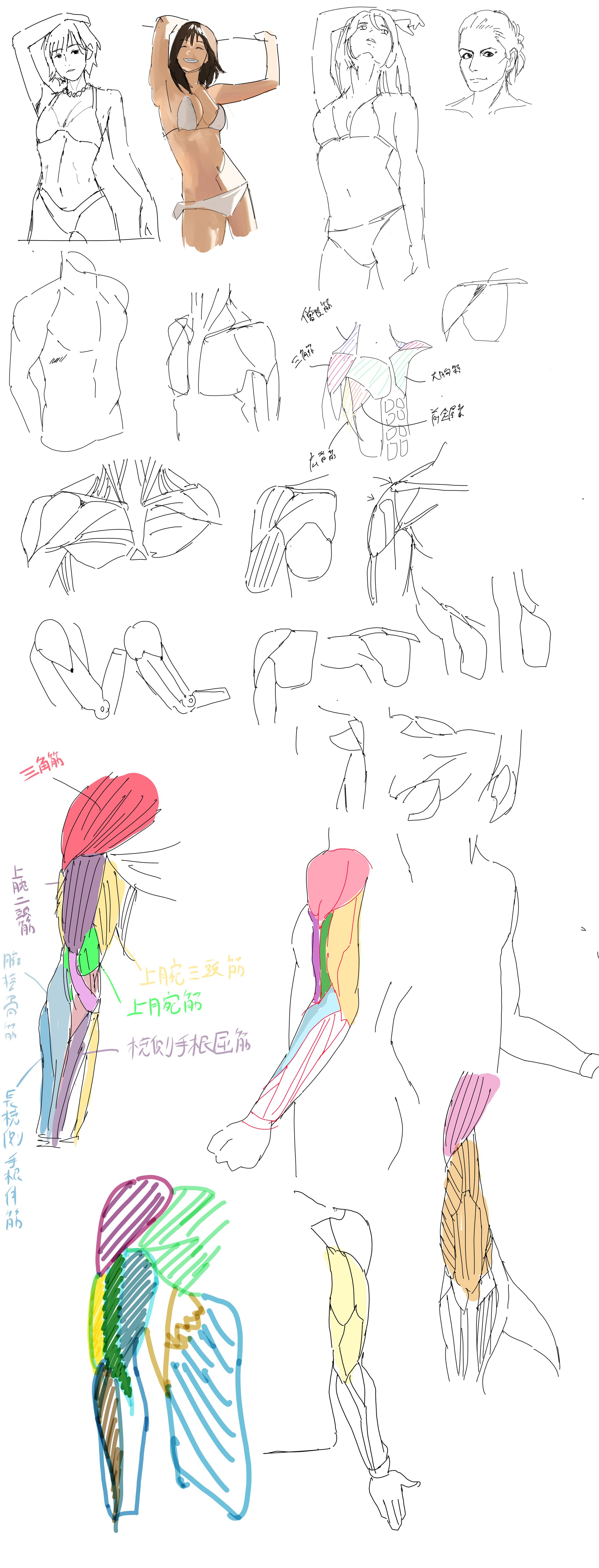 模写練習、クロッキー-1