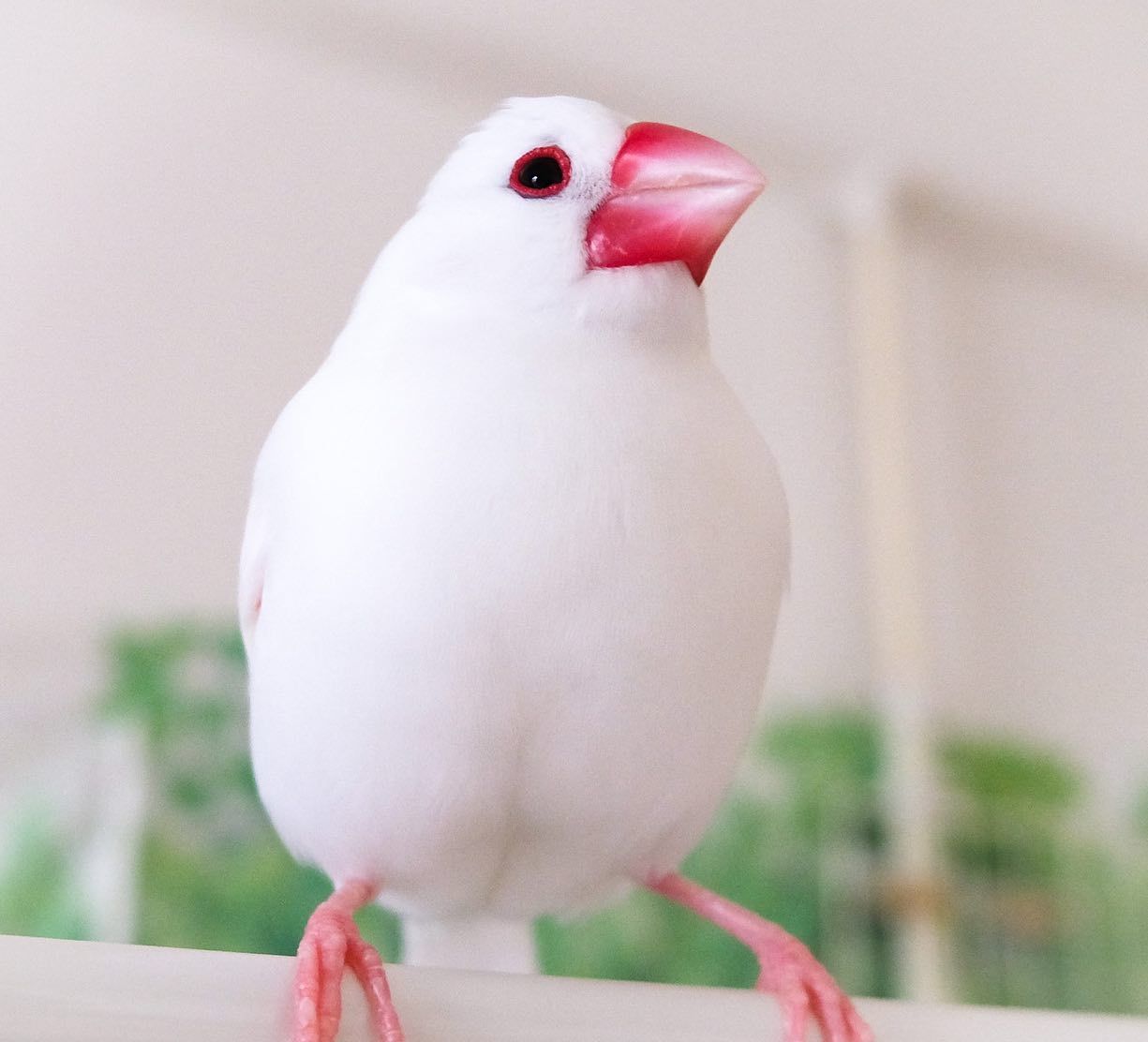 春は暖かくて眠くなっちゃいますね(*´∀｀*) Spring is warm and sleepy . #文鳥 #白文鳥 #シルバー文鳥 #老鳥  #鳥部 #小鳥 #鳥のいる暮らし #鳥部 #lovebird #instabird #finch #bird #birds #birdgram  #bierlife #birdphotography #lovebird #birdlovers #birdlover 