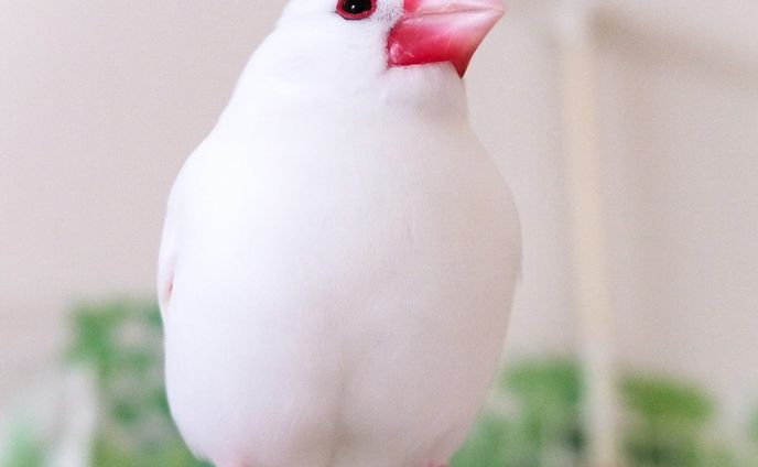 gifアニメ、bird