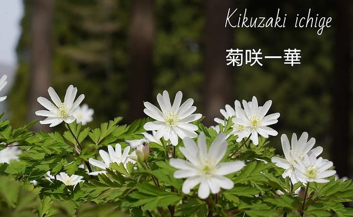 菊咲一華
kikuzaki ichge

#team_jp_flower
#wildlifephotography #flowermagic #flowerpassion #flowerpower #flowerbeauty #gardenflowers #flowerphotography #flowerphoto #flowerlife #flowerlove #flowerloversdaily #flowerlovers #naturephotography #wildnature #nature_perfection #nature_obsession #nature_brilliance #natureshots #日本の景色
#flowers_super_pics #flowers_nirvana #山野草 #flower_daily #flower_shotz #flower_igers #wildflowers
#長野県
#春