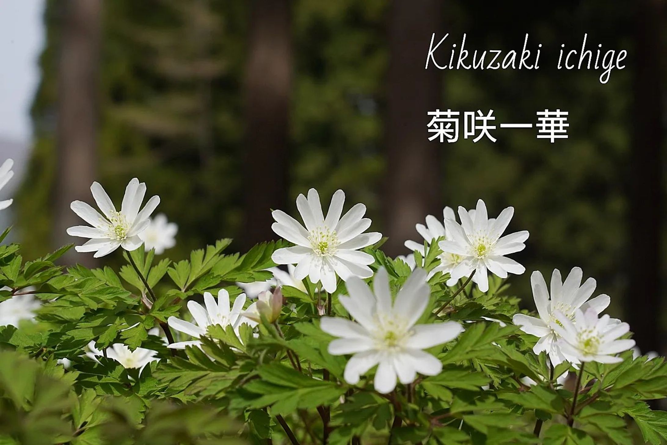 菊咲一華
kikuzaki ichge

#team_jp_flower
#wildlifephotography #flowermagic #flowerpassion #flowerpower #flowerbeauty #gardenflowers #flowerphotography #flowerphoto #flowerlife #flowerlove #flowerloversdaily #flowerlovers #naturephotography #wildnature #nature_perfection #nature_obsession #nature_brilliance #natureshots #日本の景色
#flowers_super_pics #flowers_nirvana #山野草 #flower_daily #flower_shotz #flower_igers #wildflowers
#長野県
#春-1