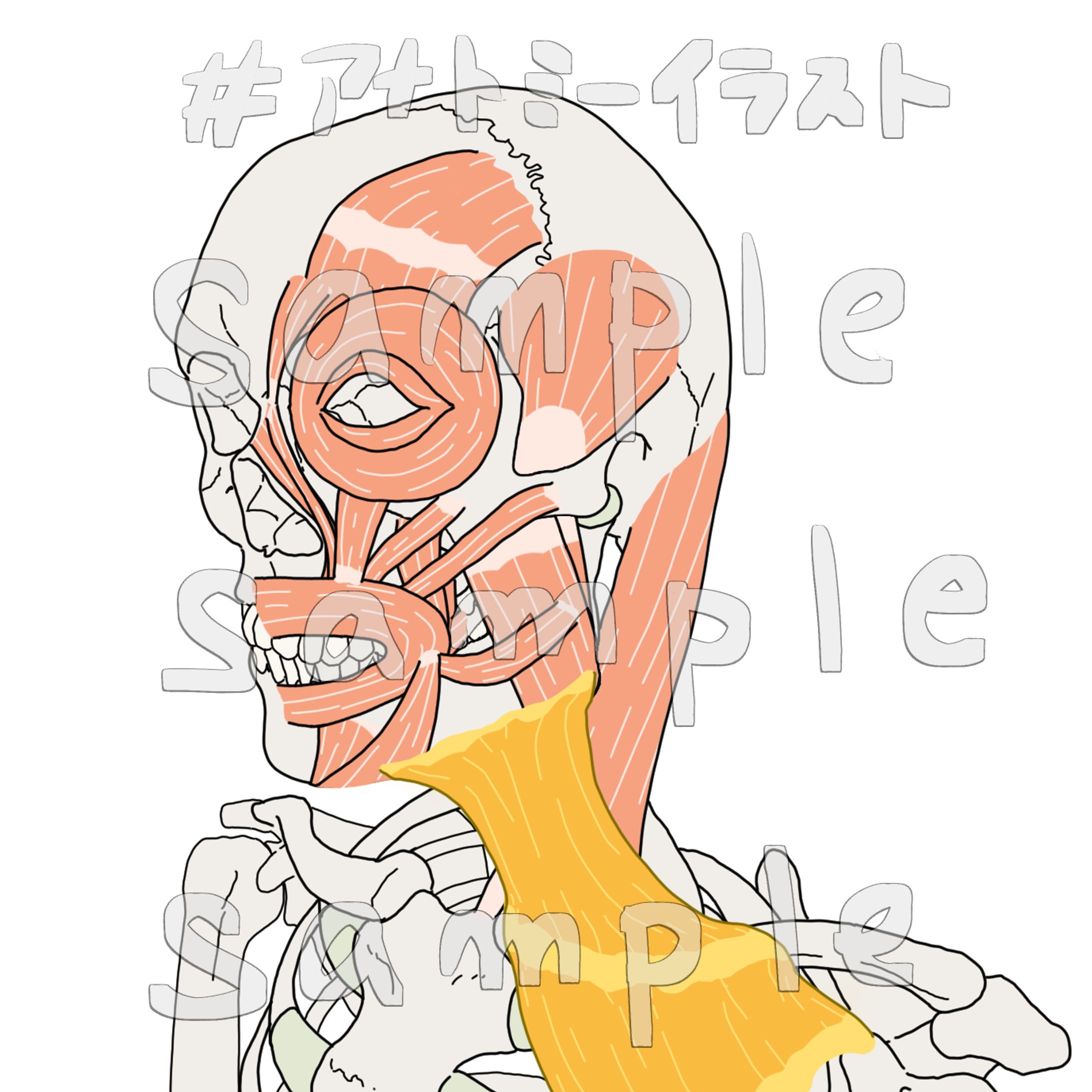 表情筋(B)-1