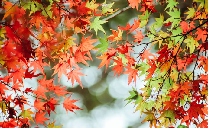 2020 紅葉