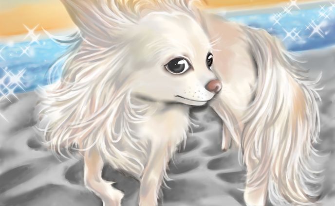 海辺を歩くチワワちゃん