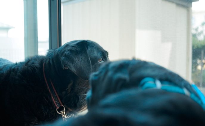 dog